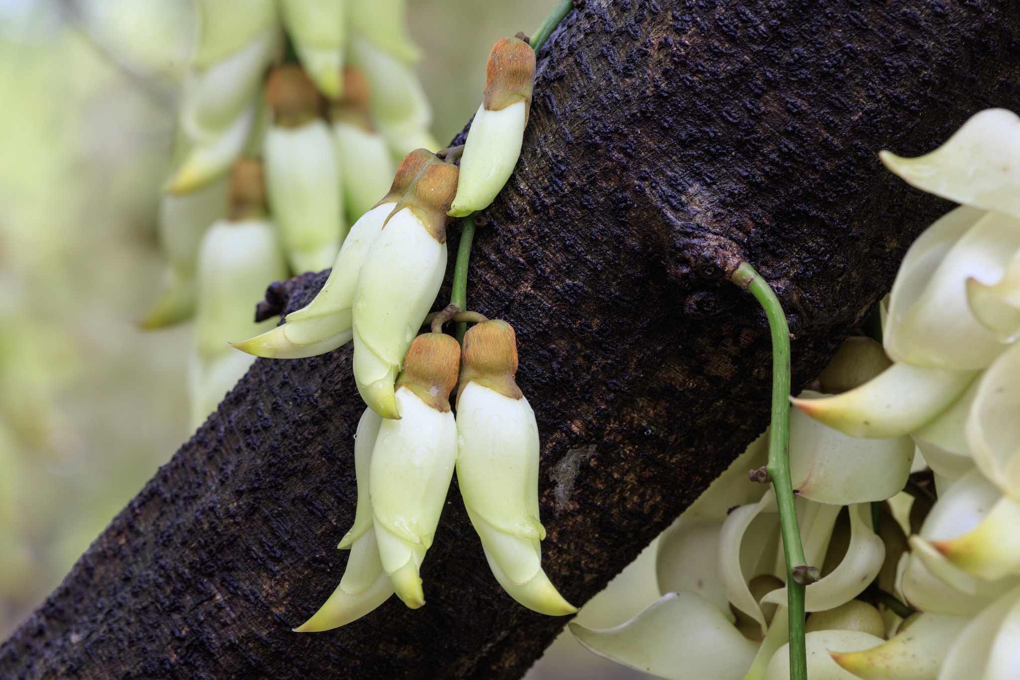 Canon EF 100-400mm F4.5-5.6L IS USM sample photo. Mucuna birdwoodiana tutch photography