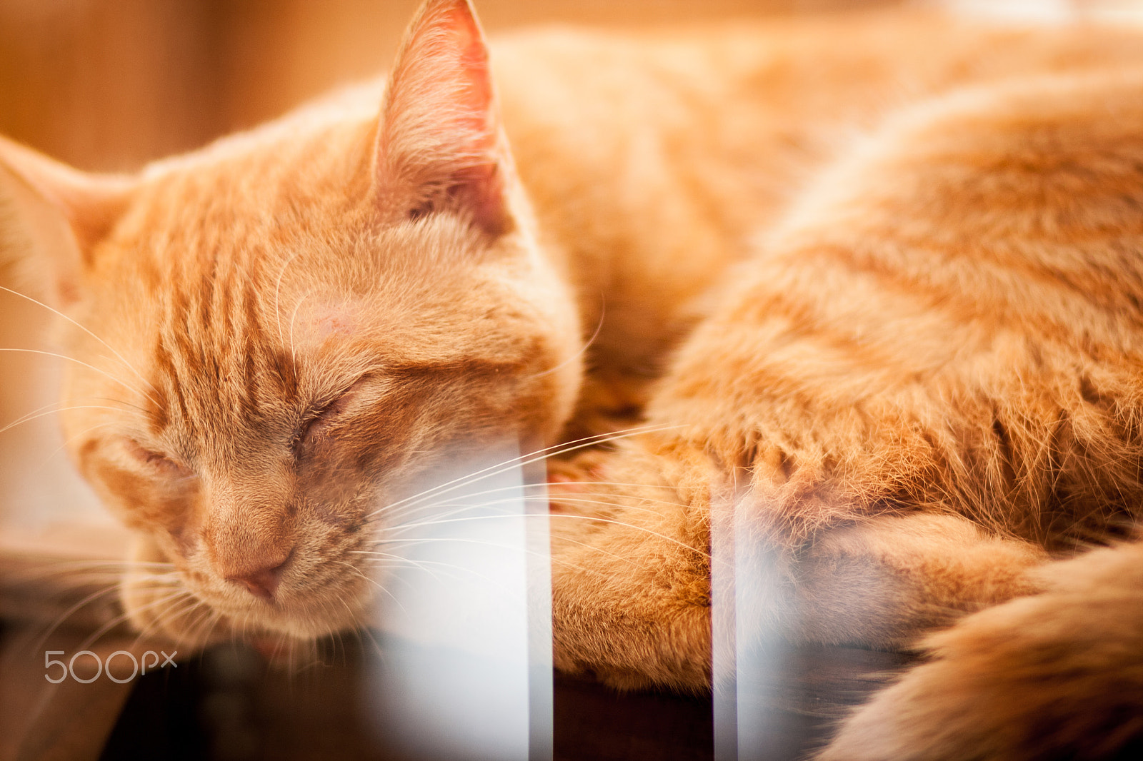 Canon EOS 1000D (EOS Digital Rebel XS / EOS Kiss F) sample photo. Cat photography