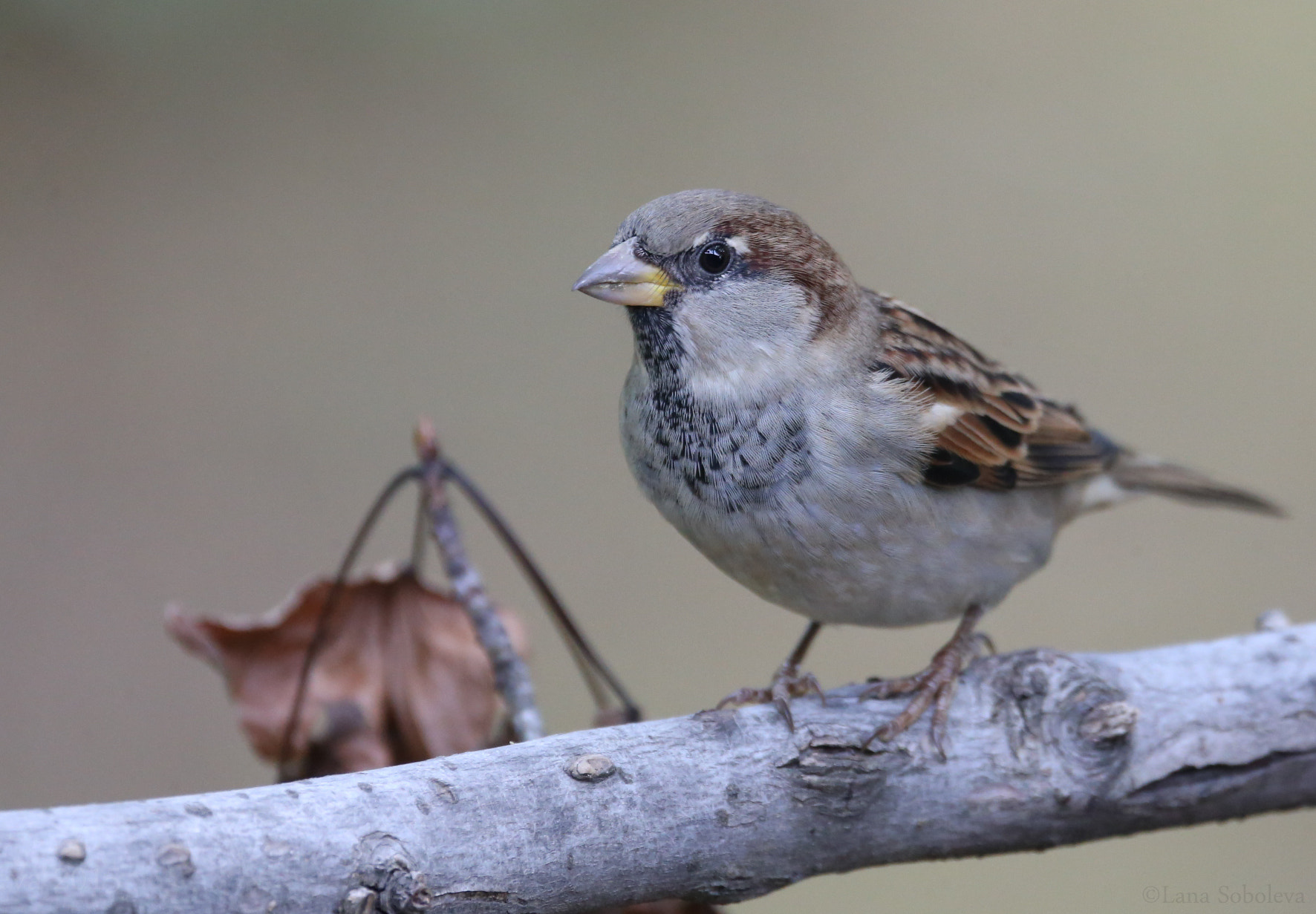 Sigma 150-600mm F5-6.3 DG OS HSM | C sample photo. Little sparrow photography