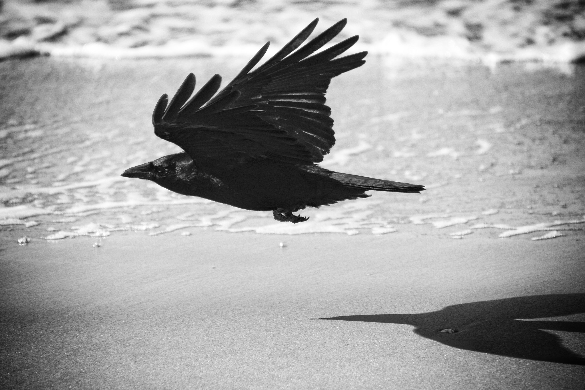 Canon 18-270mm sample photo. As the crow flies... photography