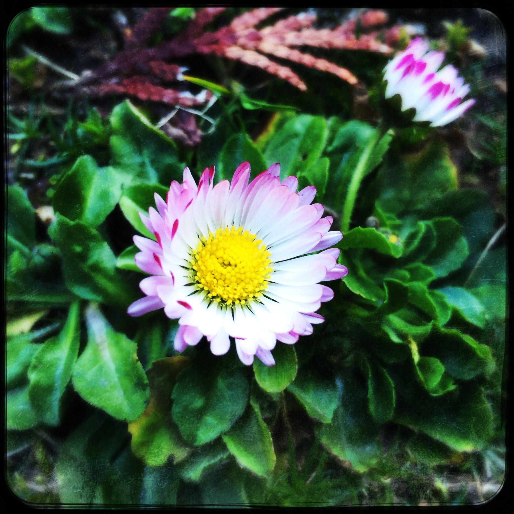 Hipstamatic 312 sample photo. Spring photography