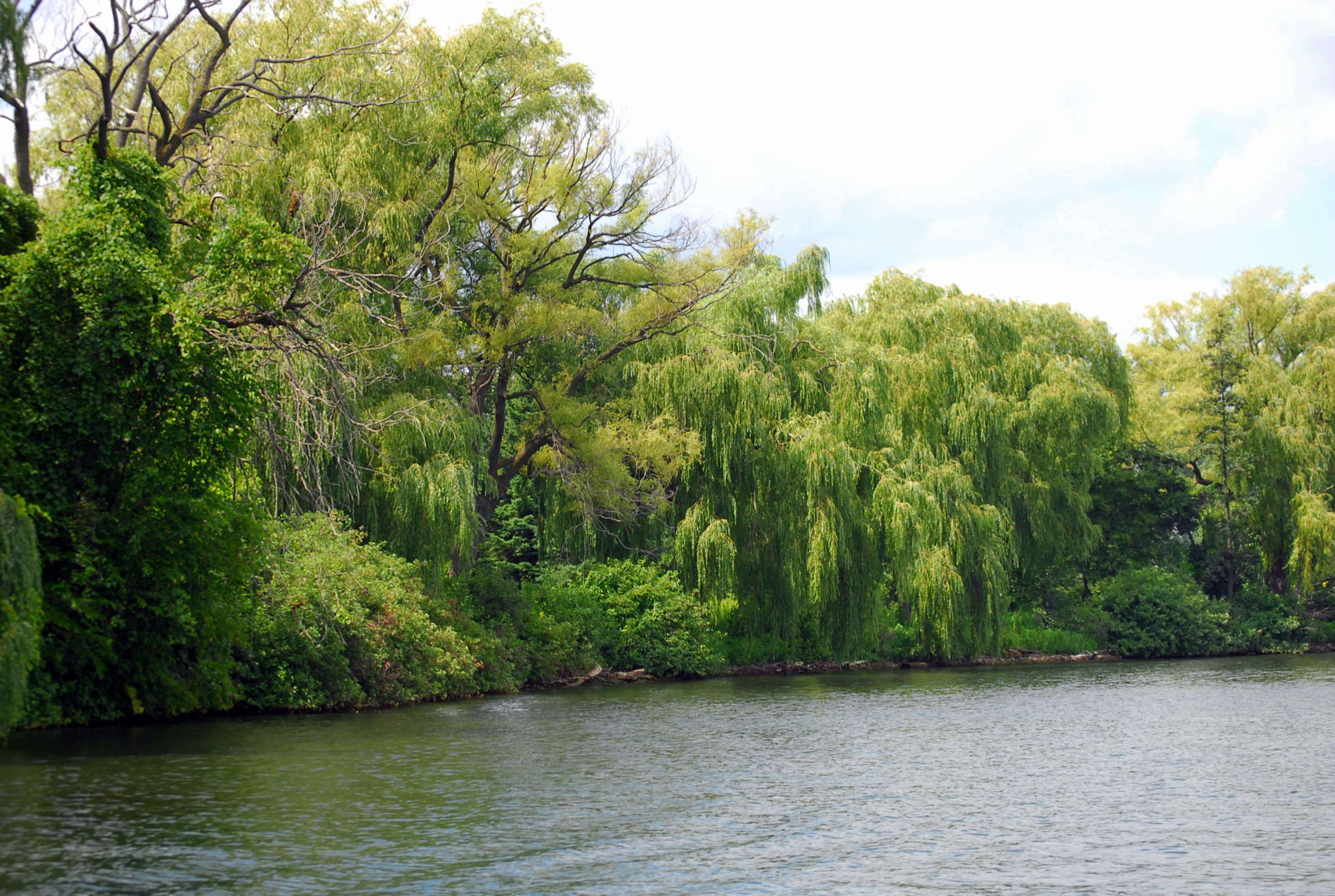 Nikon D200 sample photo. Orinoco flow? photography