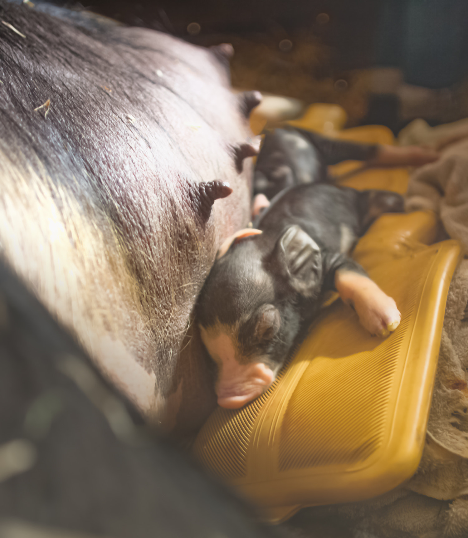 Canon EF 17-35mm f/2.8L sample photo. Birthing season is here! photography