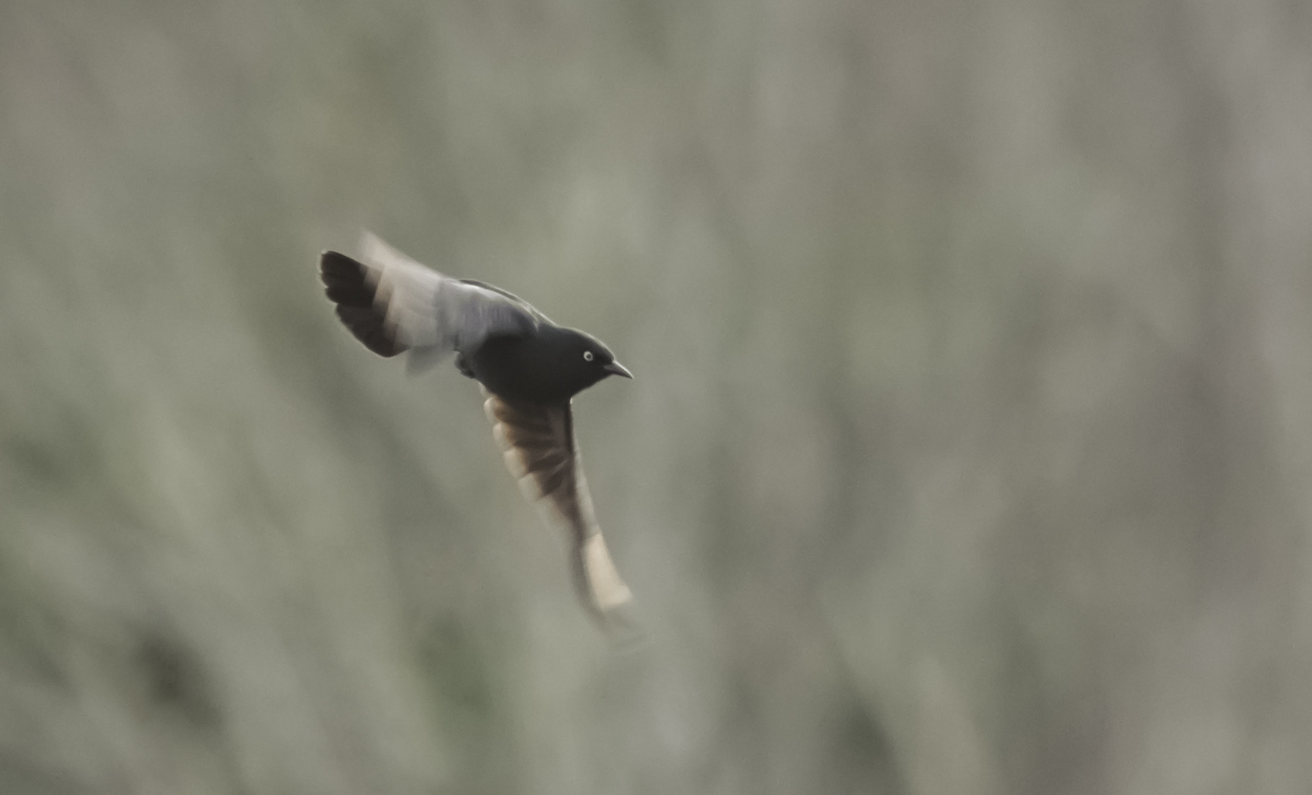 AF Nikkor 300mm f/4 IF-ED sample photo. Rusty blackbird photography