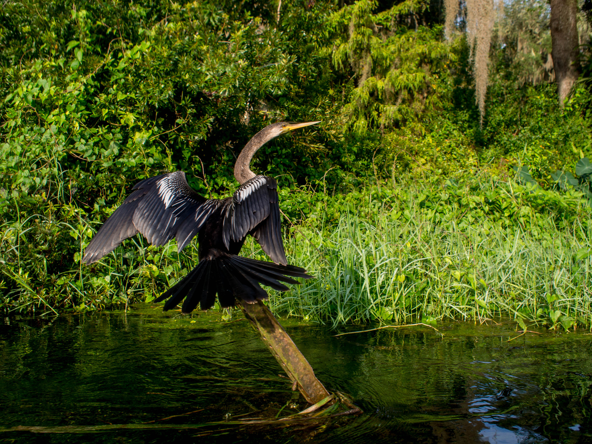 Olympus PEN E-PL6 + Olympus M.Zuiko Digital 17mm F2.8 Pancake sample photo. Anhinga photography