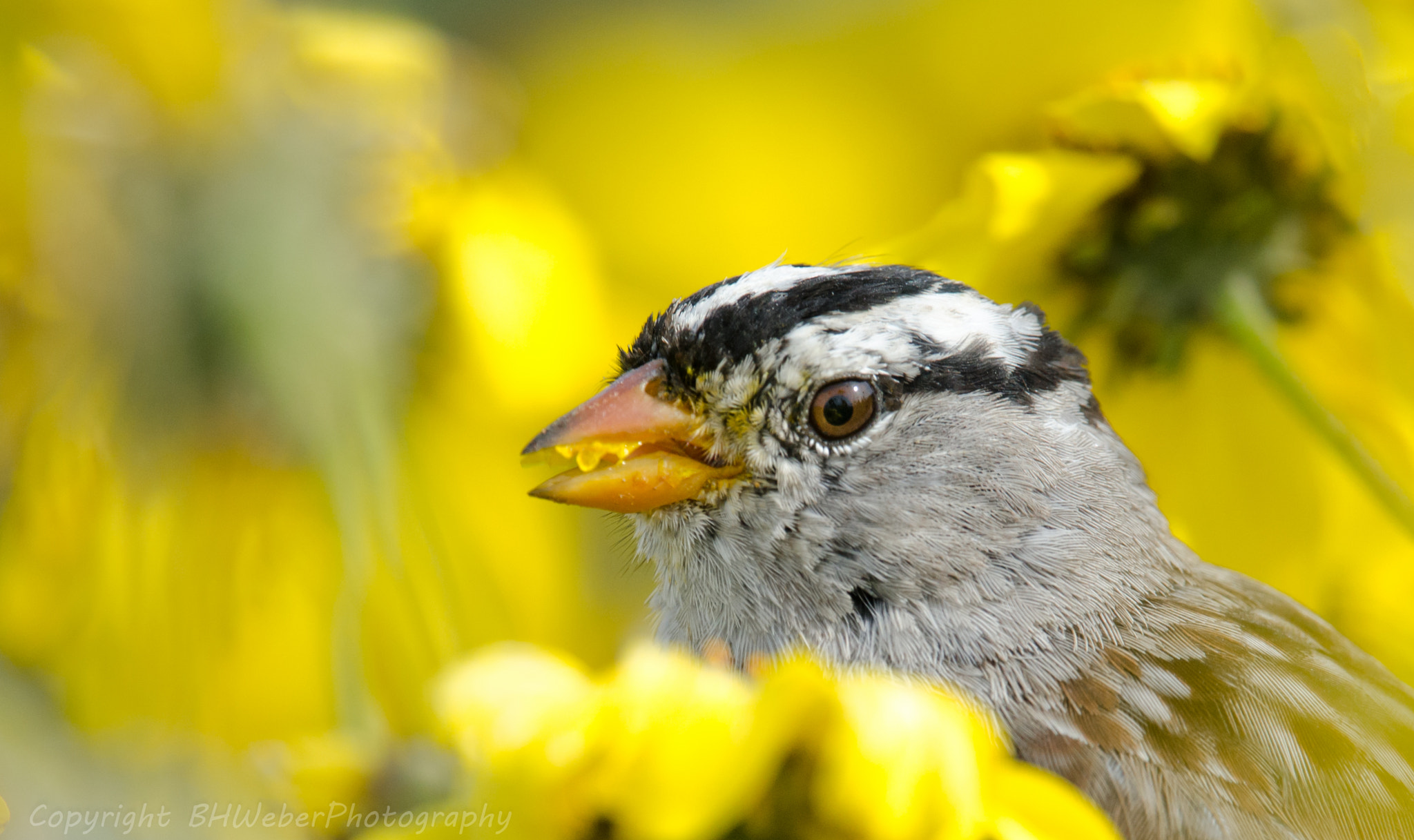 Nikon Nikkor AF-S 300mm F4E PF ED VR sample photo. A world of tasty flowers photography