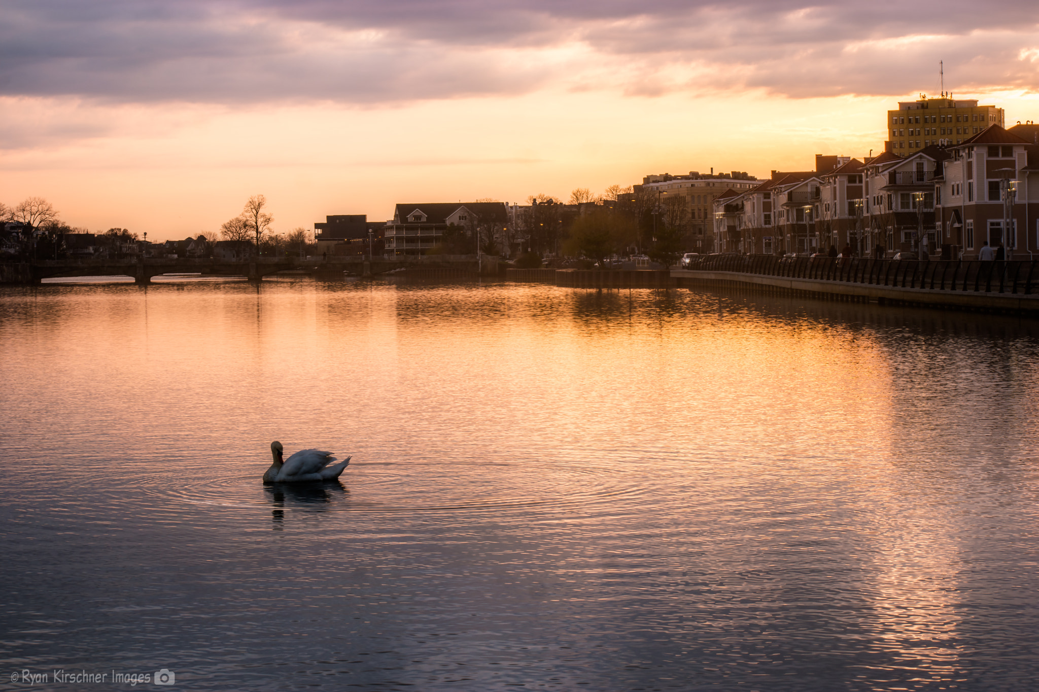 Samsung NX1 + Samsung NX 50-200mm F4-5.6 ED OIS sample photo. Swan at sunset photography