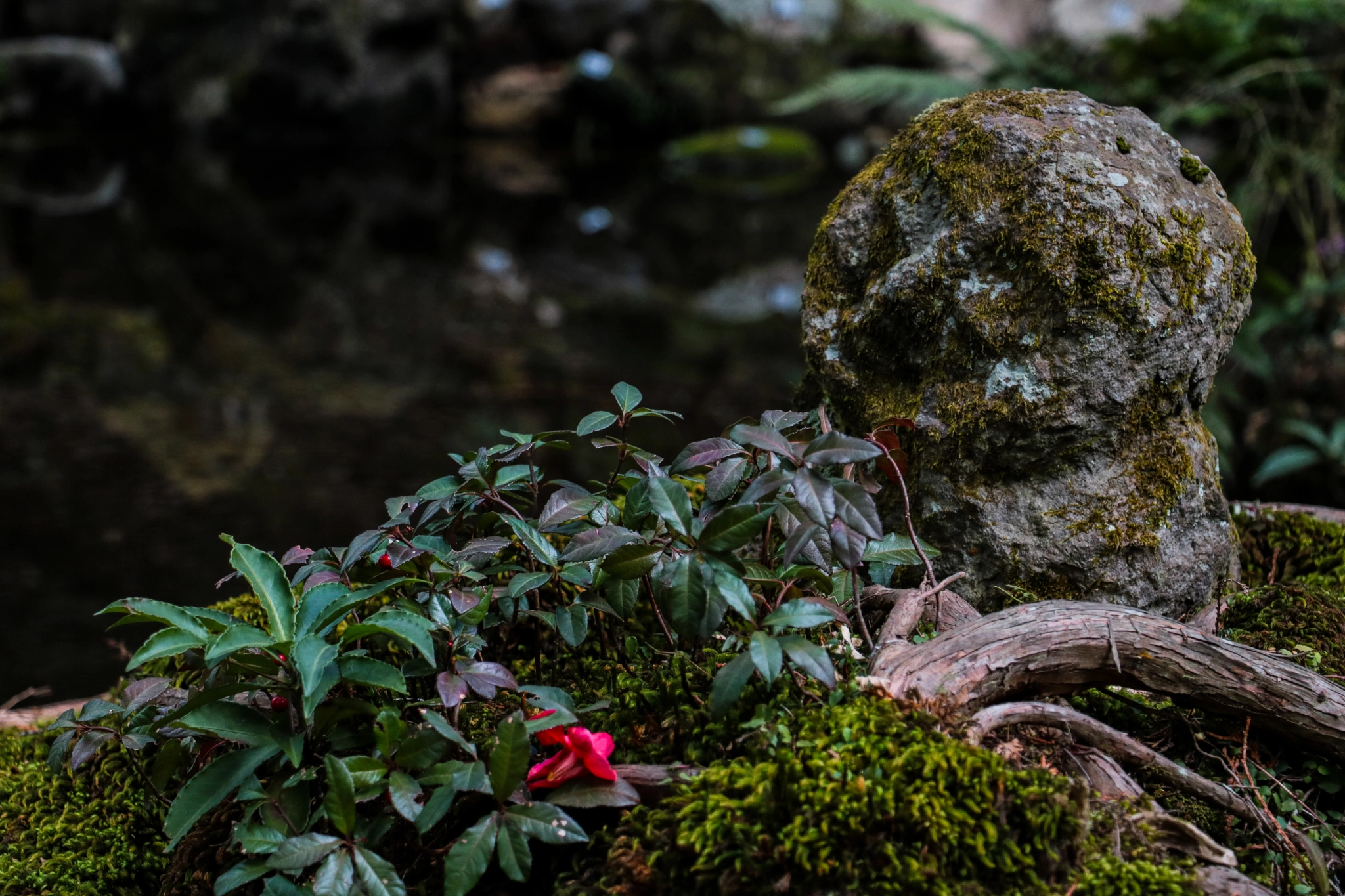 Canon EOS 760D (EOS Rebel T6s / EOS 8000D) + Canon EF-S 18-135mm F3.5-5.6 IS STM sample photo. Buddha in moss photography