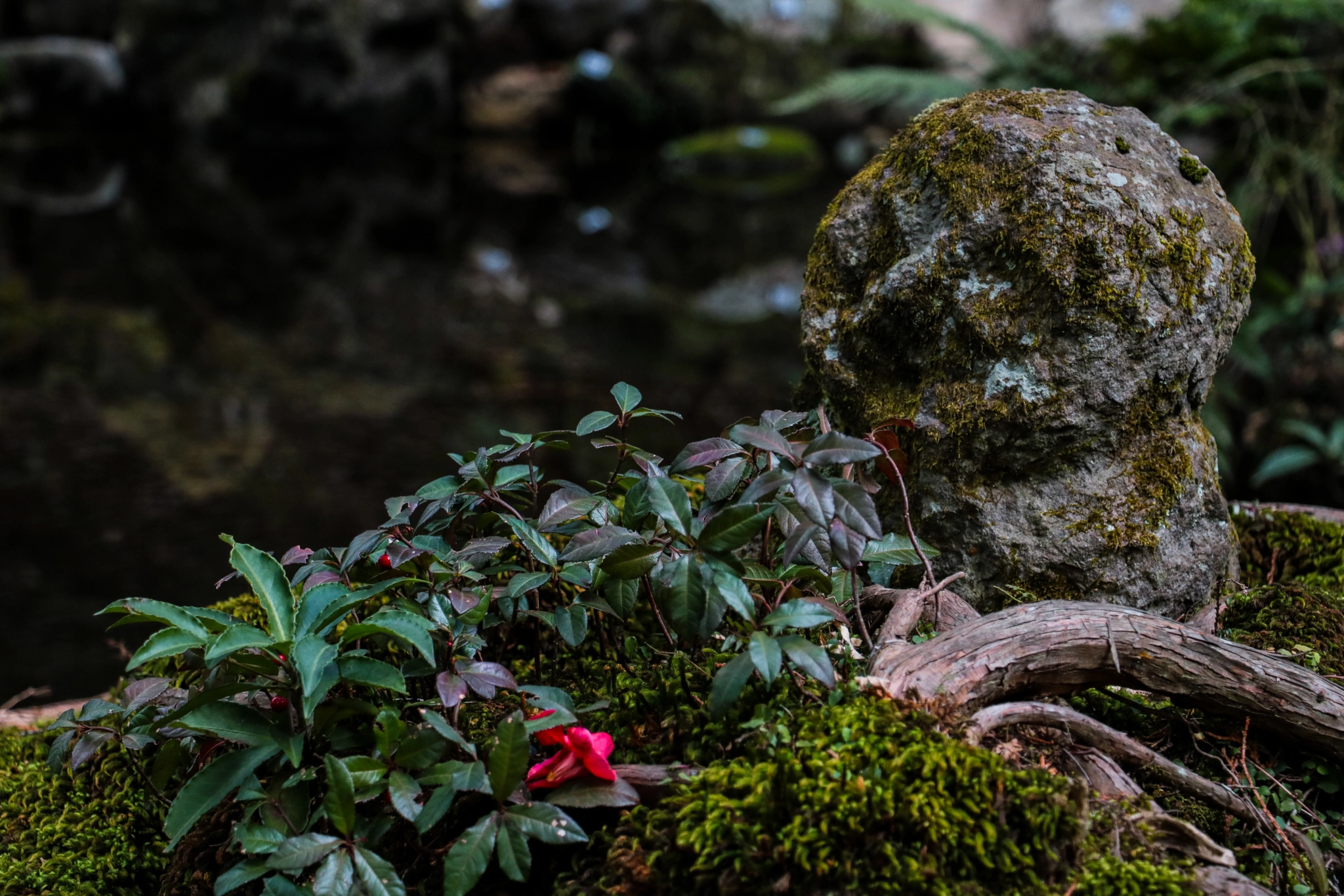 Canon EOS 760D (EOS Rebel T6s / EOS 8000D) sample photo. Buddha in moss photography