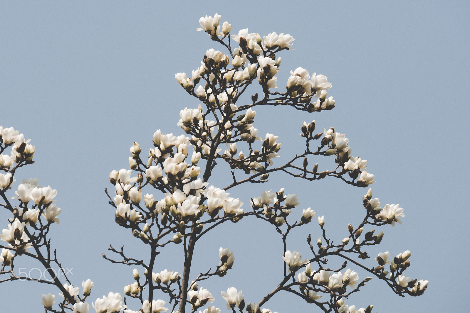 Panasonic Lumix G X Vario 35-100mm F2.8 OIS sample photo. White spring photography