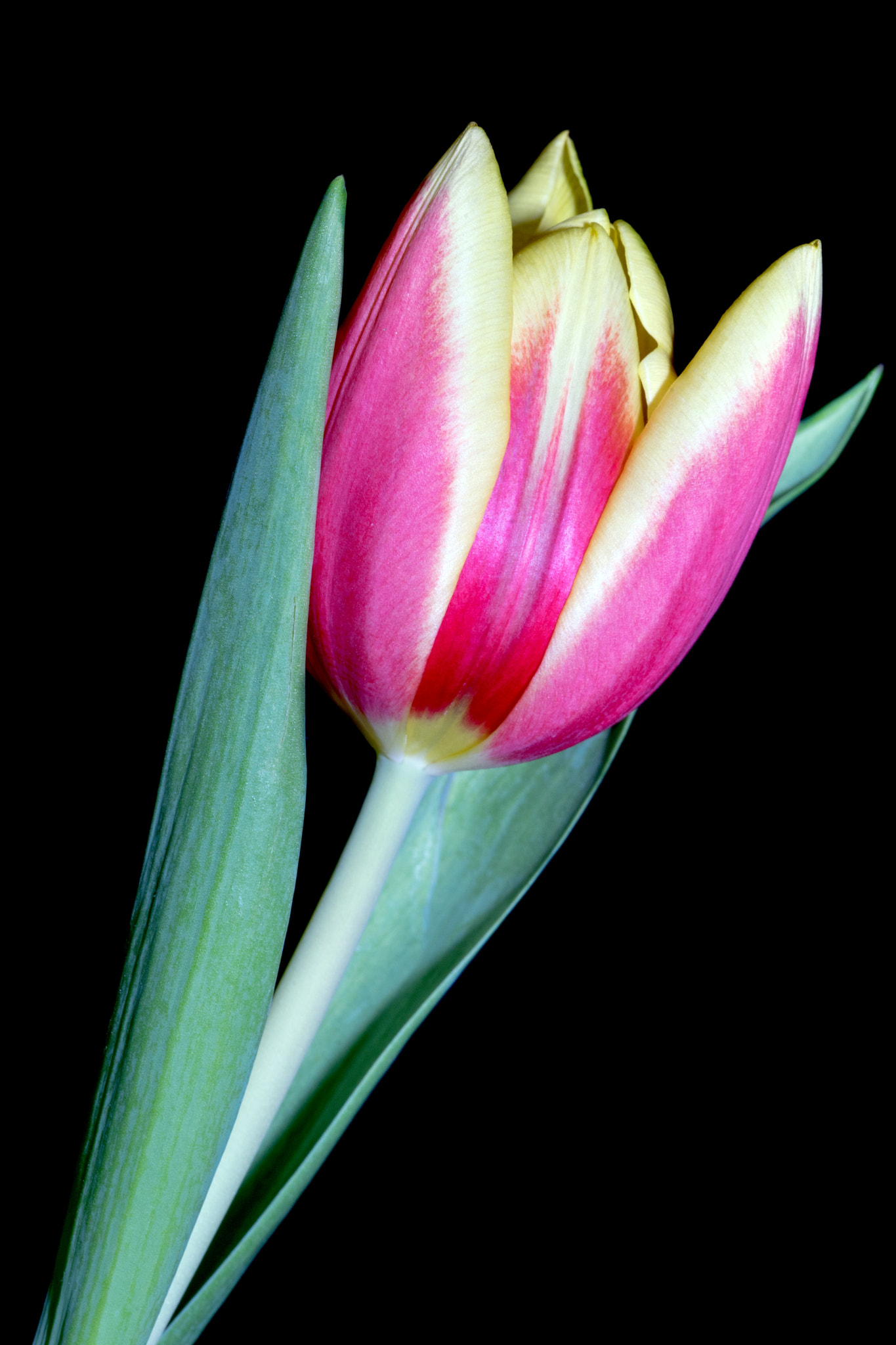 Sony a7 II + 105mm F2.8 sample photo. Tulip photography