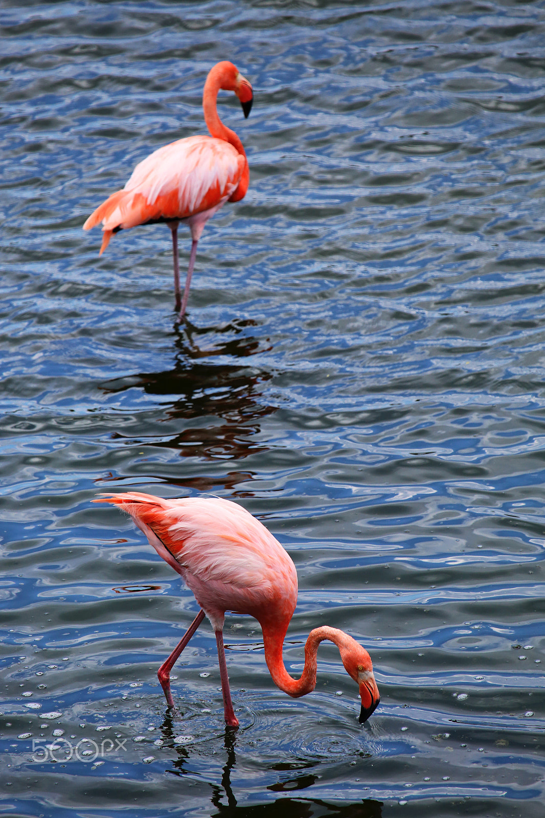 Canon EF 100-400mm F4.5-5.6L IS USM sample photo. Couple of flamingo photography