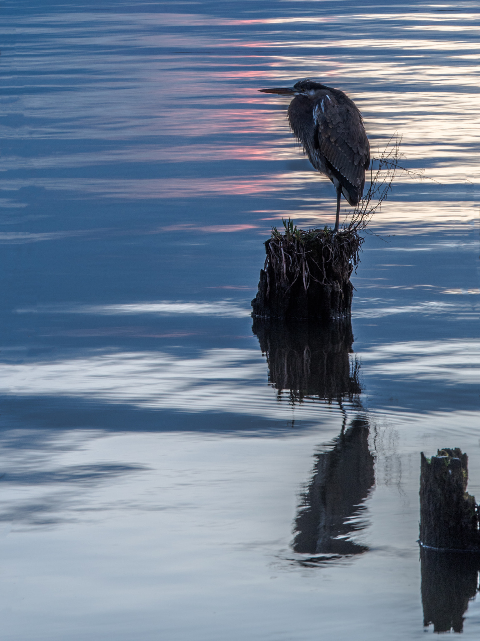 Olympus OM-D E-M5 II + Panasonic Lumix G X Vario 35-100mm F2.8 OIS sample photo. Heron at sunset photography