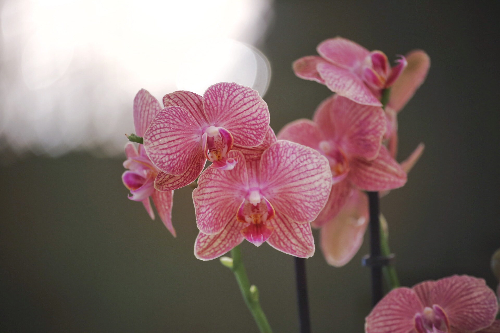 Canon EOS 6D + Canon 70-300mm sample photo. Orchid flowers photography