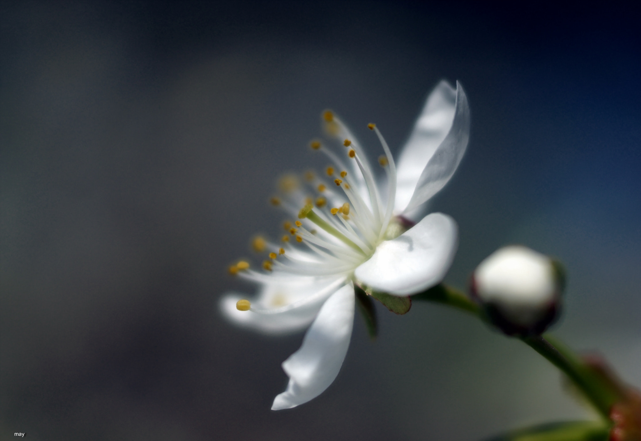 Sony SLT-A65 (SLT-A65V) + Minolta AF 50mm F1.7 sample photo. вишневое.. photography
