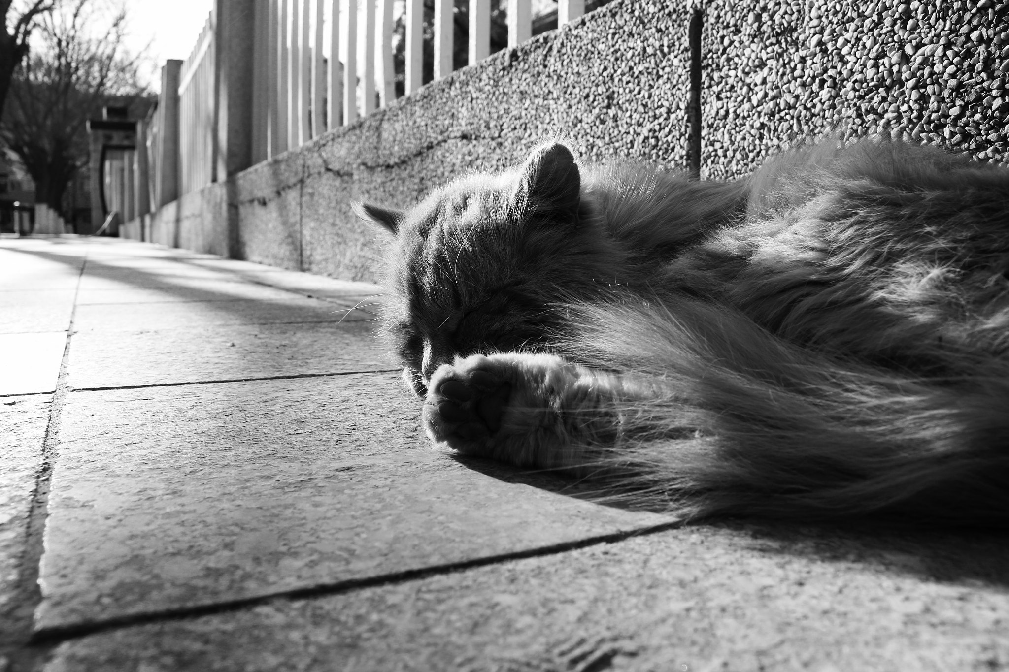 Canon EF-S 18-55mm F3.5-5.6 IS II sample photo. Sleepy cat photography