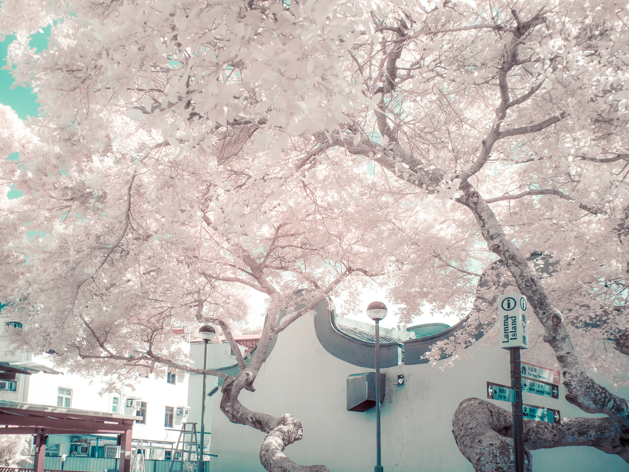 Panasonic Lumix DMC-GF1 sample photo. Fake cherry blossom through ir filter. photography