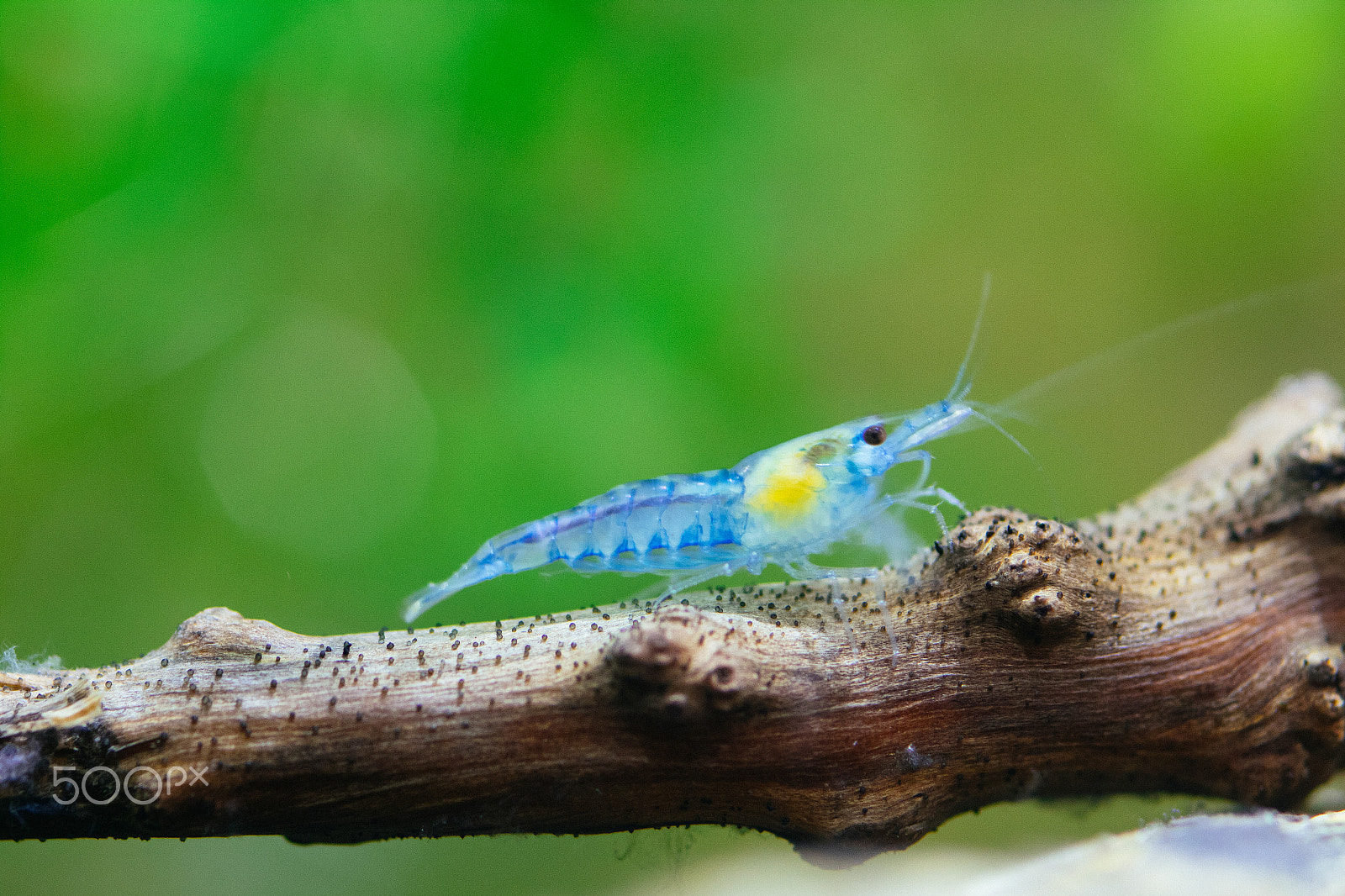 Canon EOS M2 + Canon EF 100mm F2.8 Macro USM sample photo. Blue velvet shrimp photography