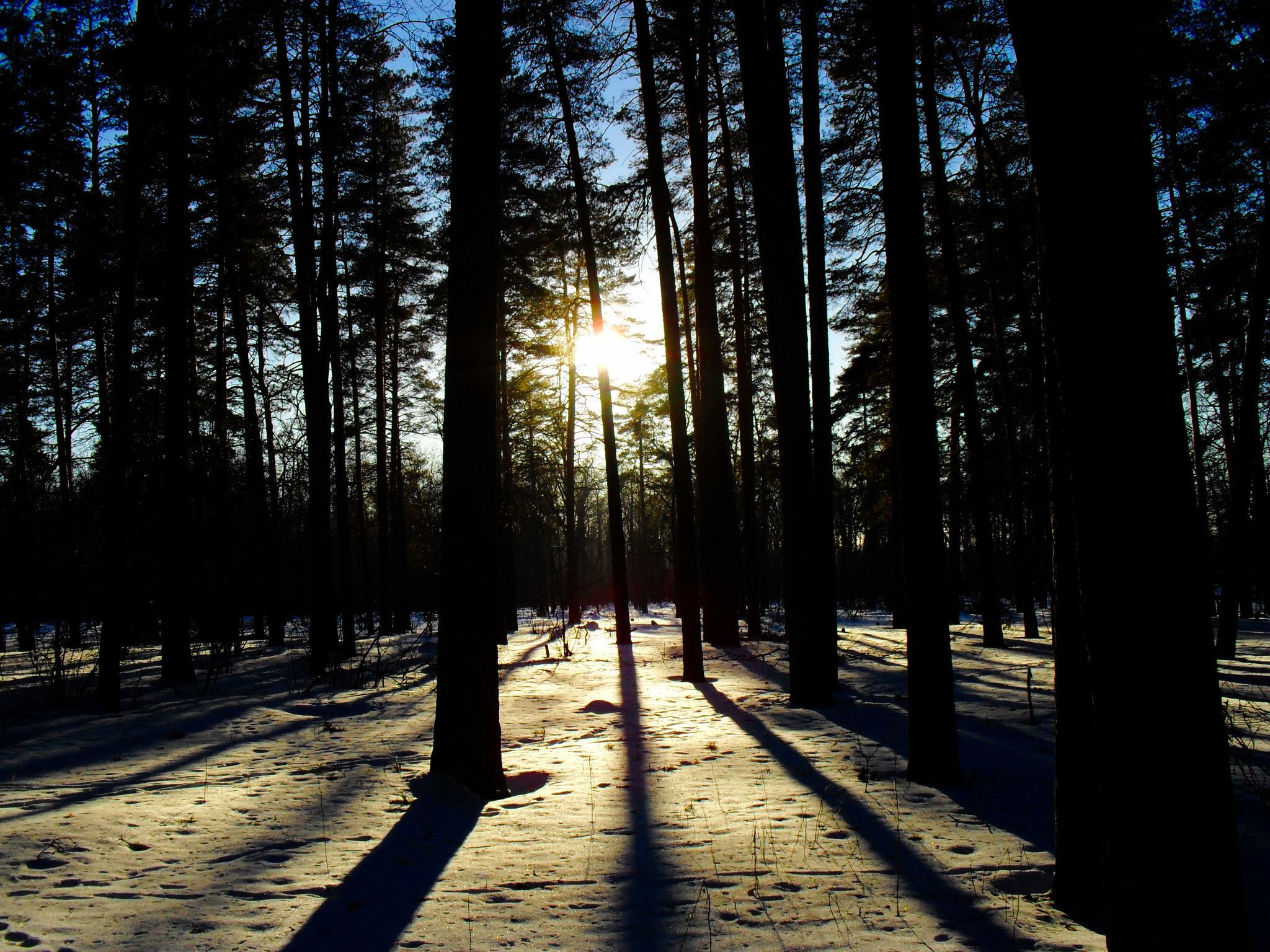 Samsung ES60 / VLUU ES60 /  SL105 /  ES63 sample photo. Winter landscape. evening in the forest. the sun rays playing in the snow. photography