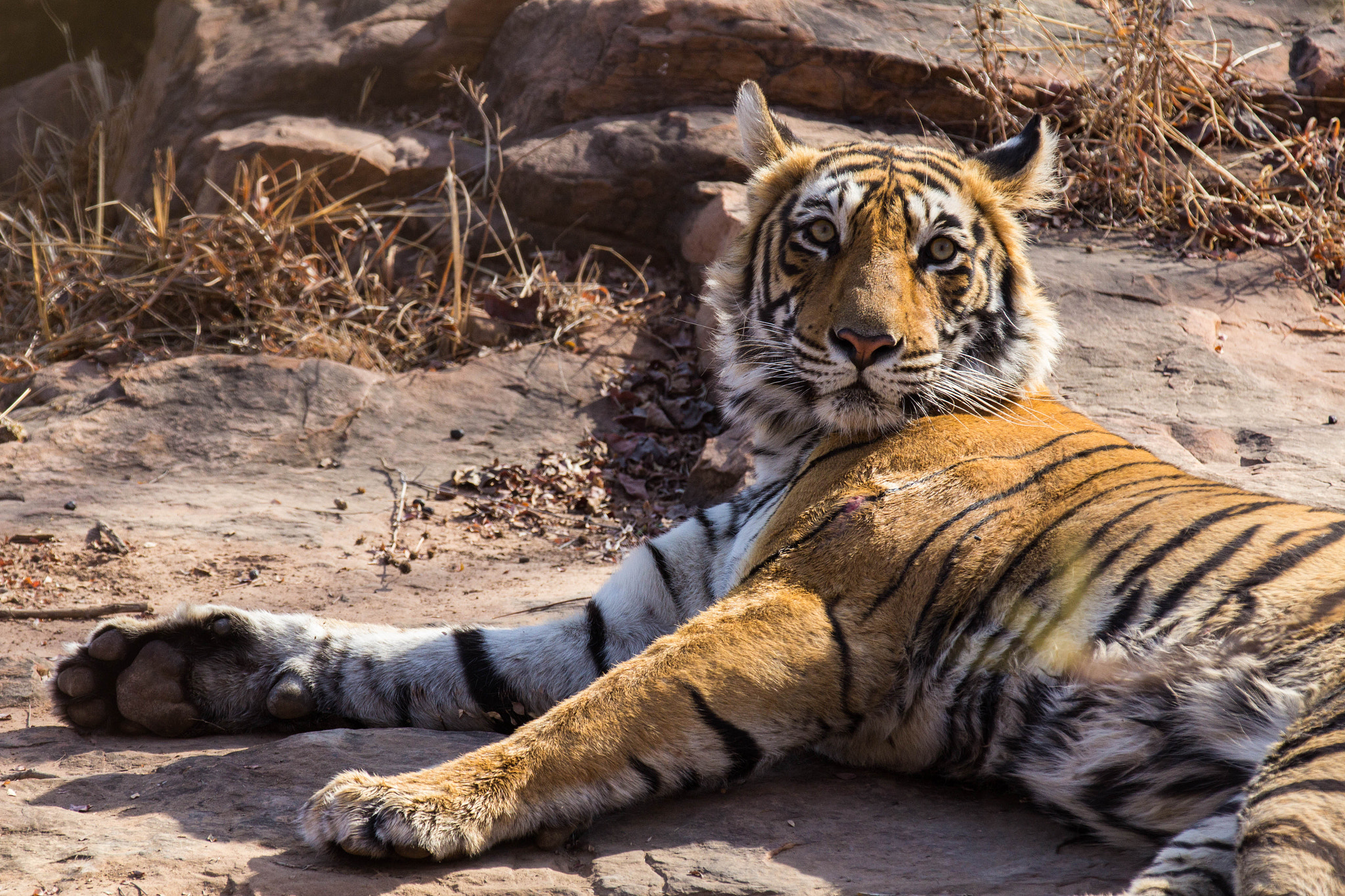 Canon EF 70-200mm F2.8L IS II USM sample photo. Piercing gaze photography