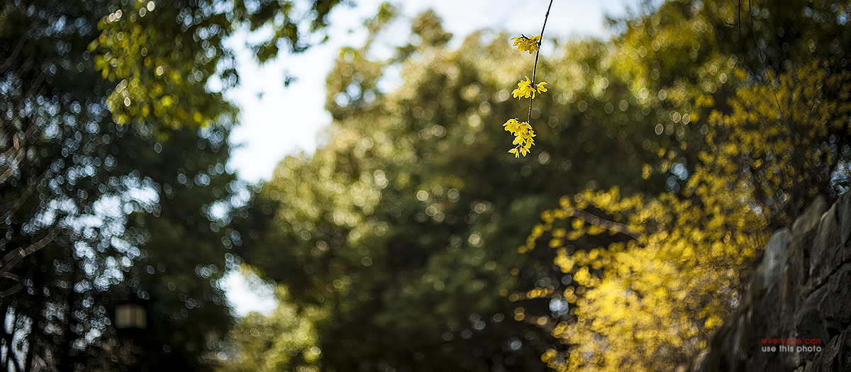 Nikon D3 sample photo. Spring flower, forsythia photography