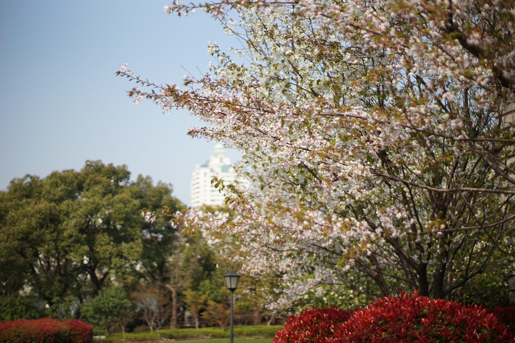 ZEISS Planar T* 50mm F1.4 sample photo. Sakura，inter continental photography
