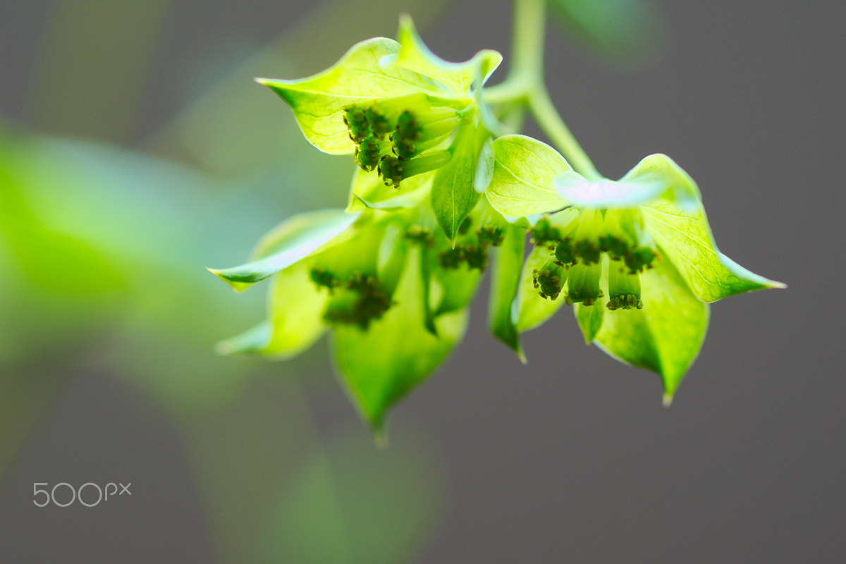 Nikon D40X + Nikon AF Micro-Nikkor 60mm F2.8D sample photo. Flower #8 photography