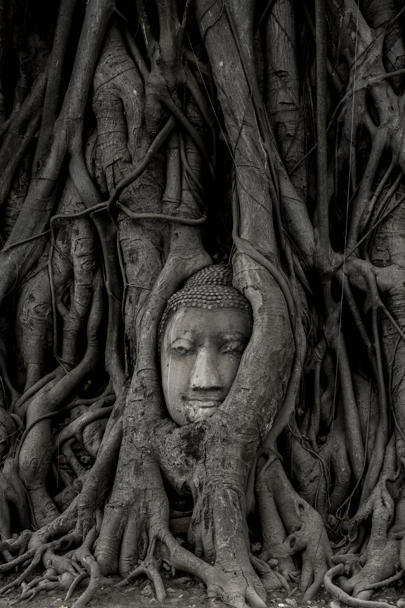 Sigma 17-70mm F2.8-4 DC Macro OS HSM | C sample photo. Buddha photography