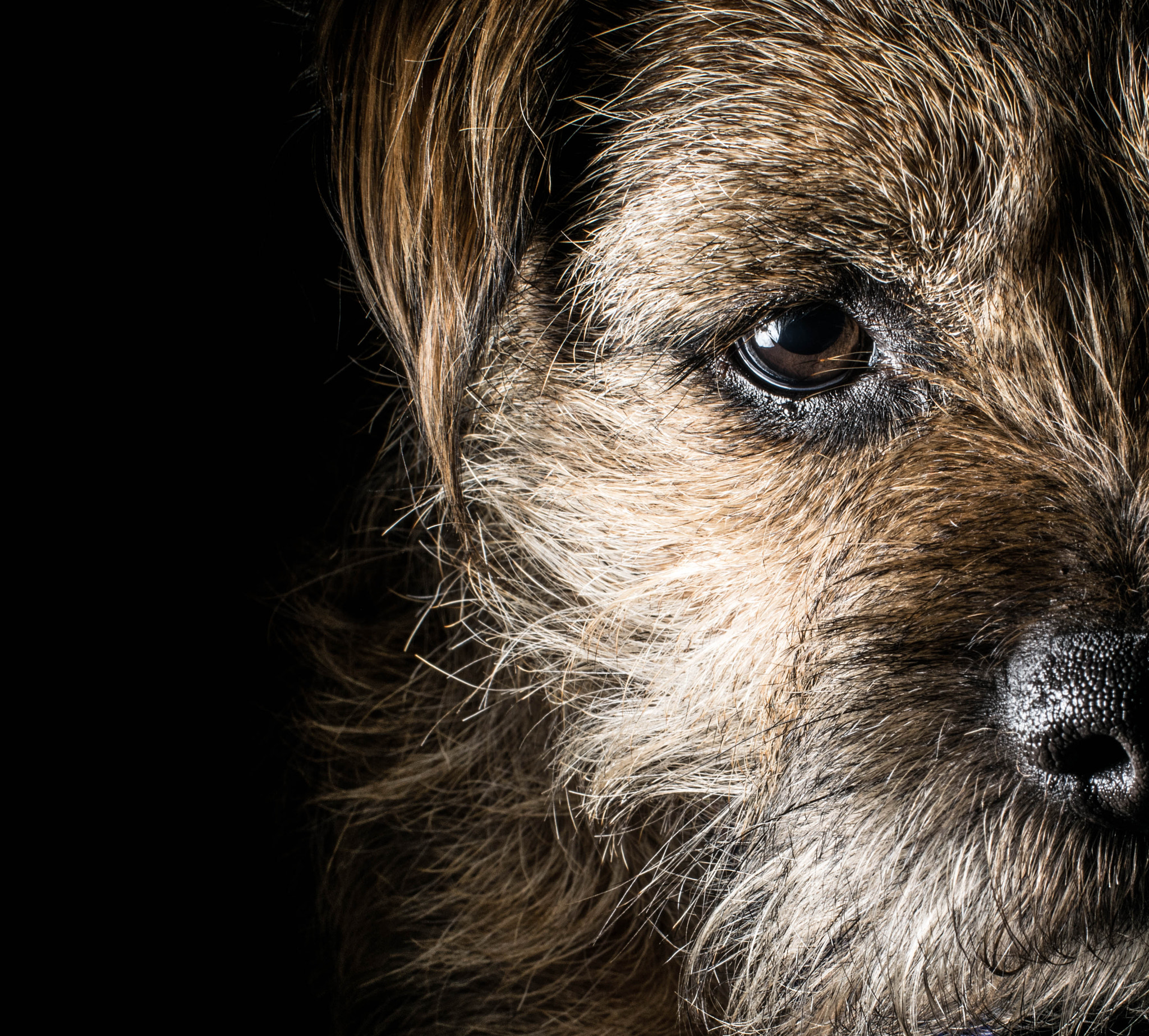 Nikon D5300 + Sigma 50mm F1.4 EX DG HSM sample photo. Border terrier essence photography