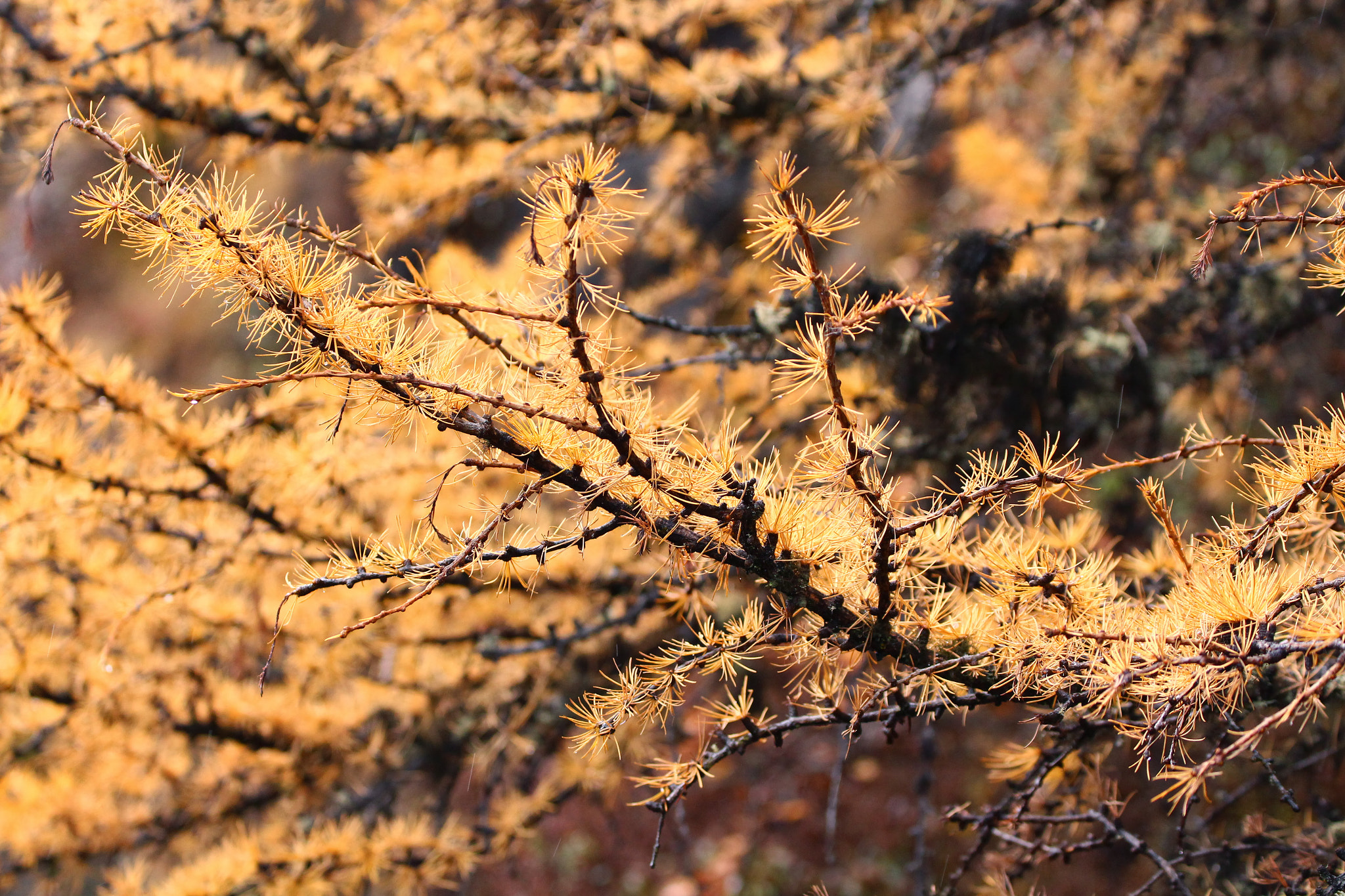 Canon EF 70-300mm F4-5.6L IS USM sample photo. Lost horizon photography