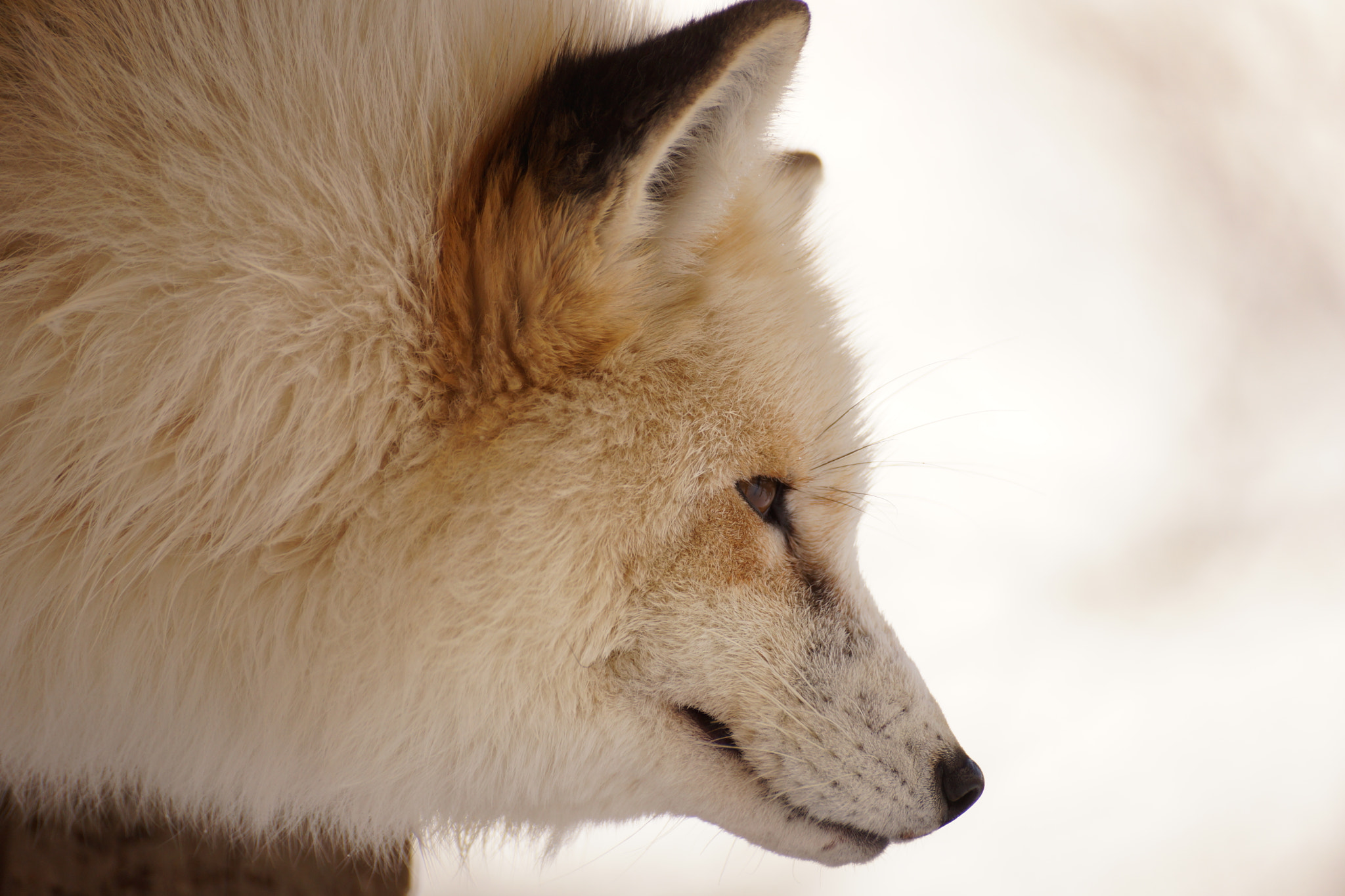 Sony DT 55-300mm F4.5-5.6 SAM sample photo