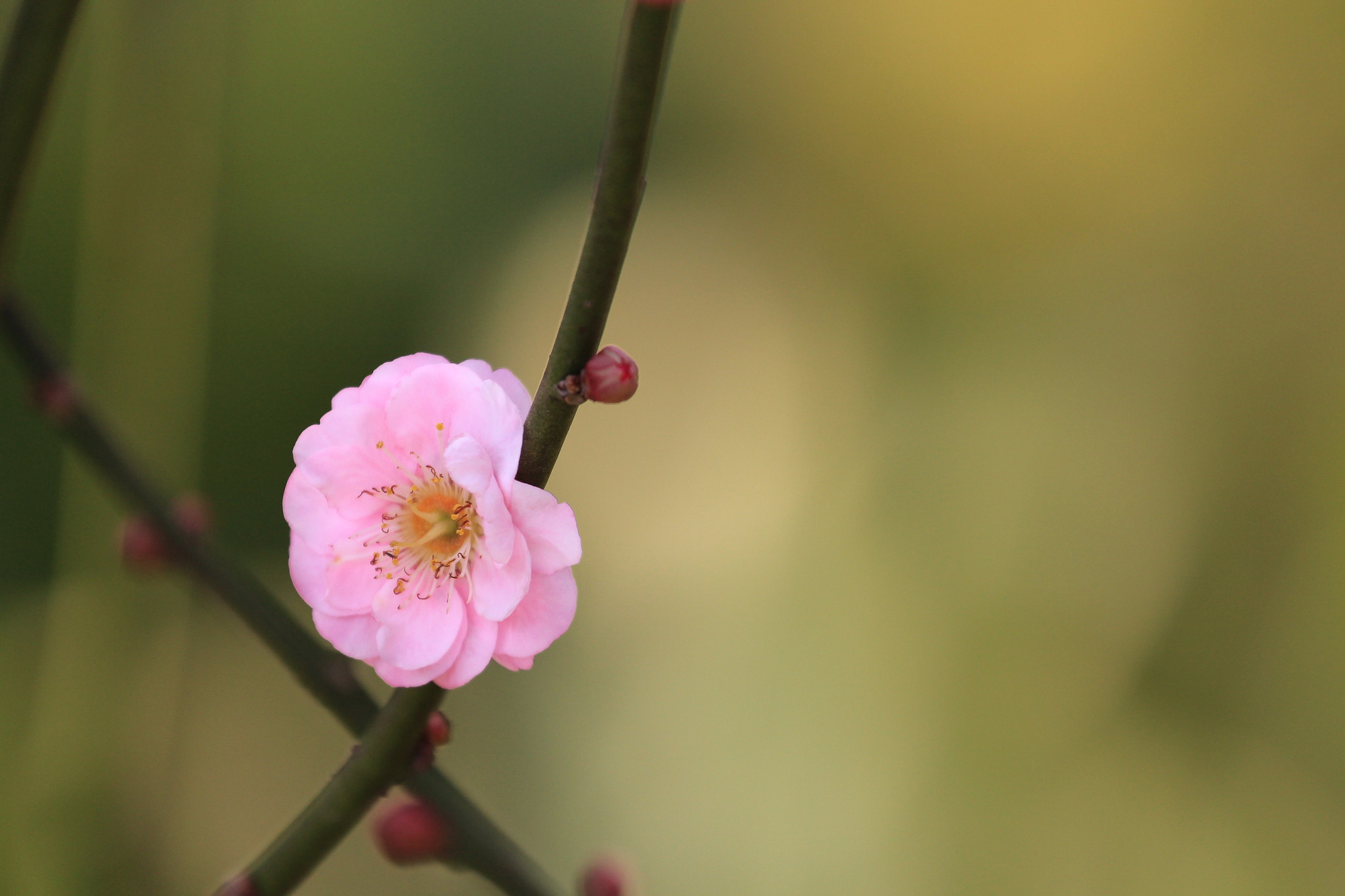 Canon EF 70-300mm F4-5.6L IS USM sample photo. Unique photography