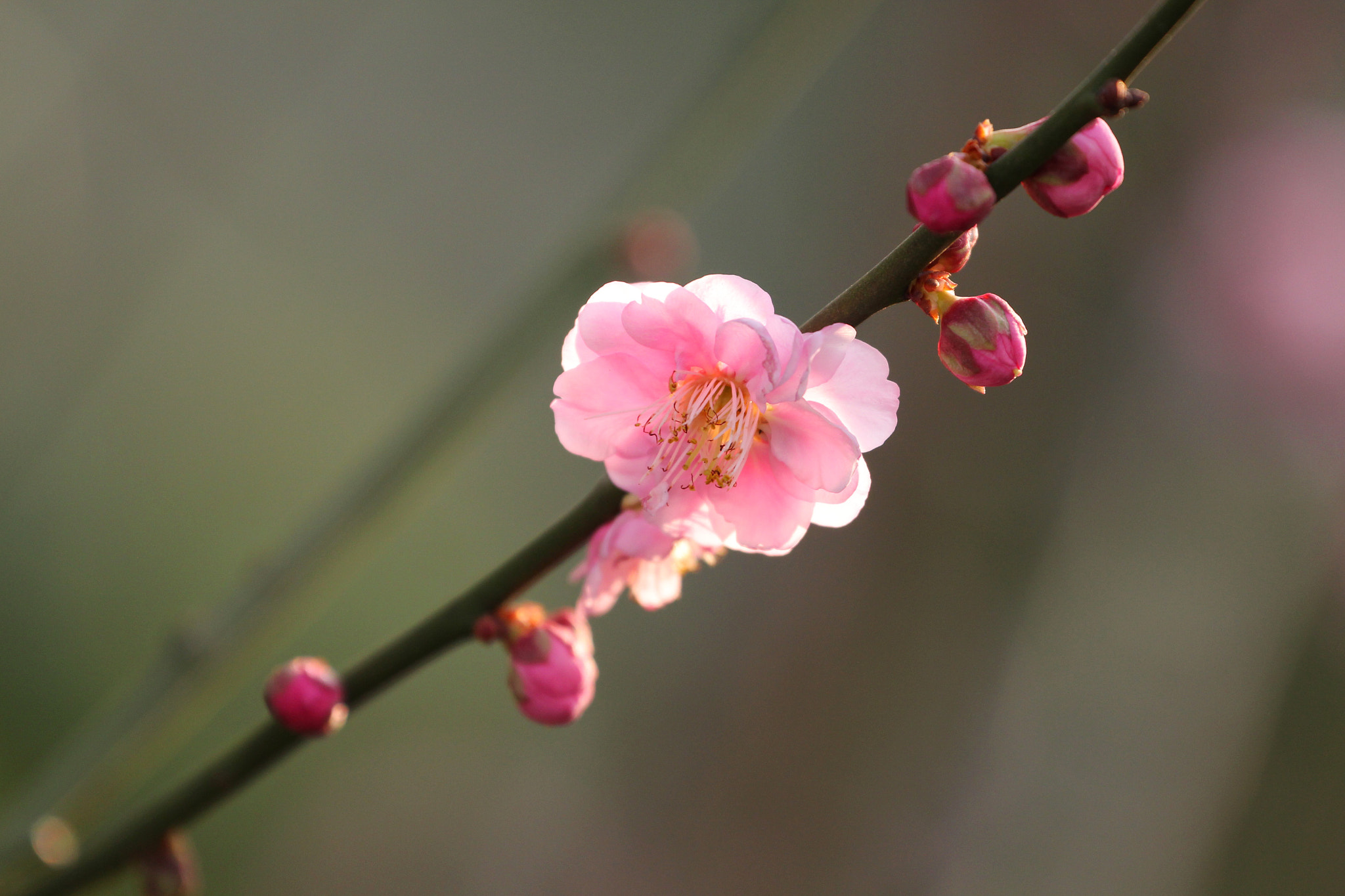 Canon EF 70-300mm F4-5.6L IS USM sample photo. Img_7766.jpg photography