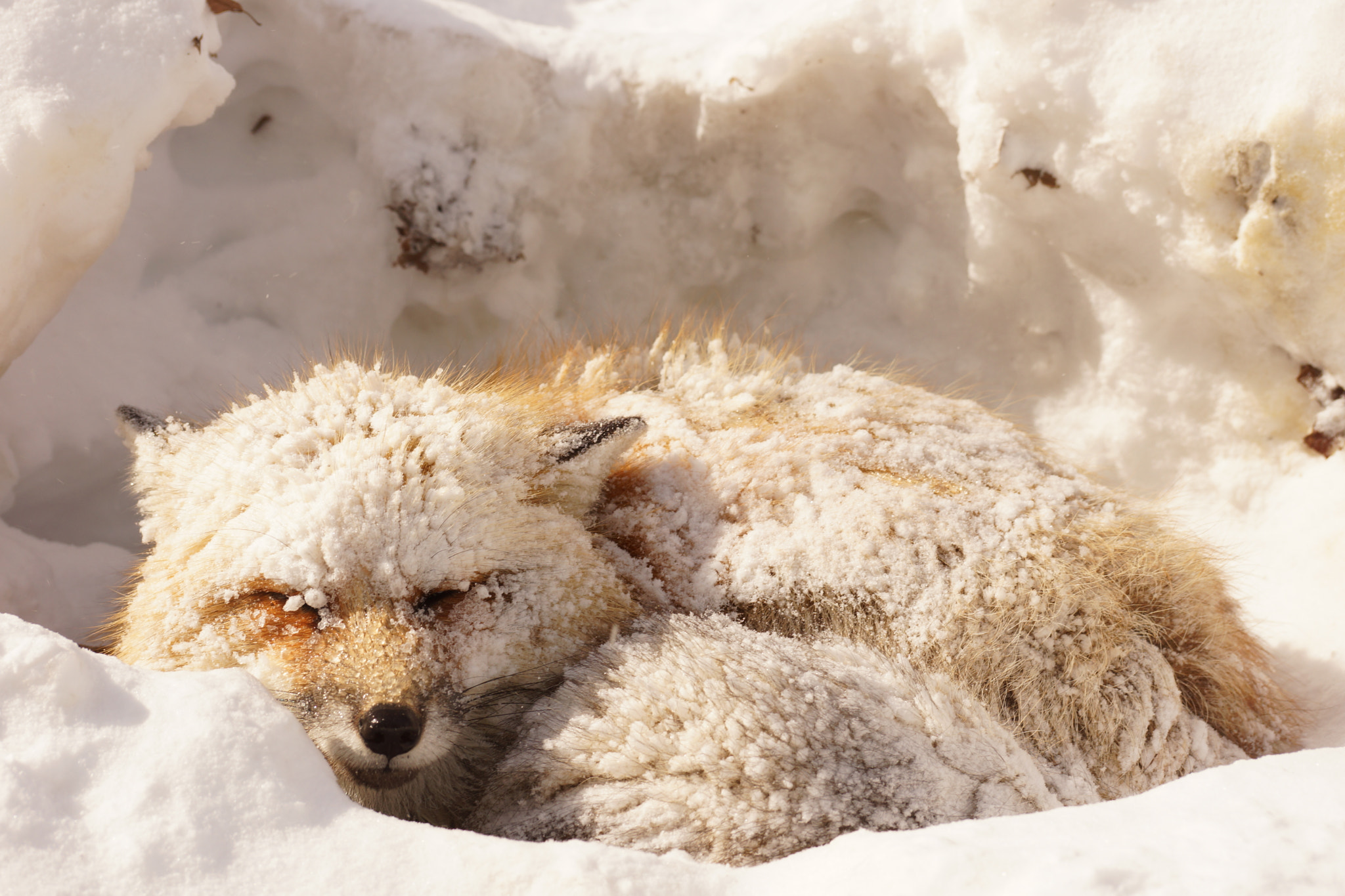 Sony DT 55-300mm F4.5-5.6 SAM sample photo. Freezing cold photography