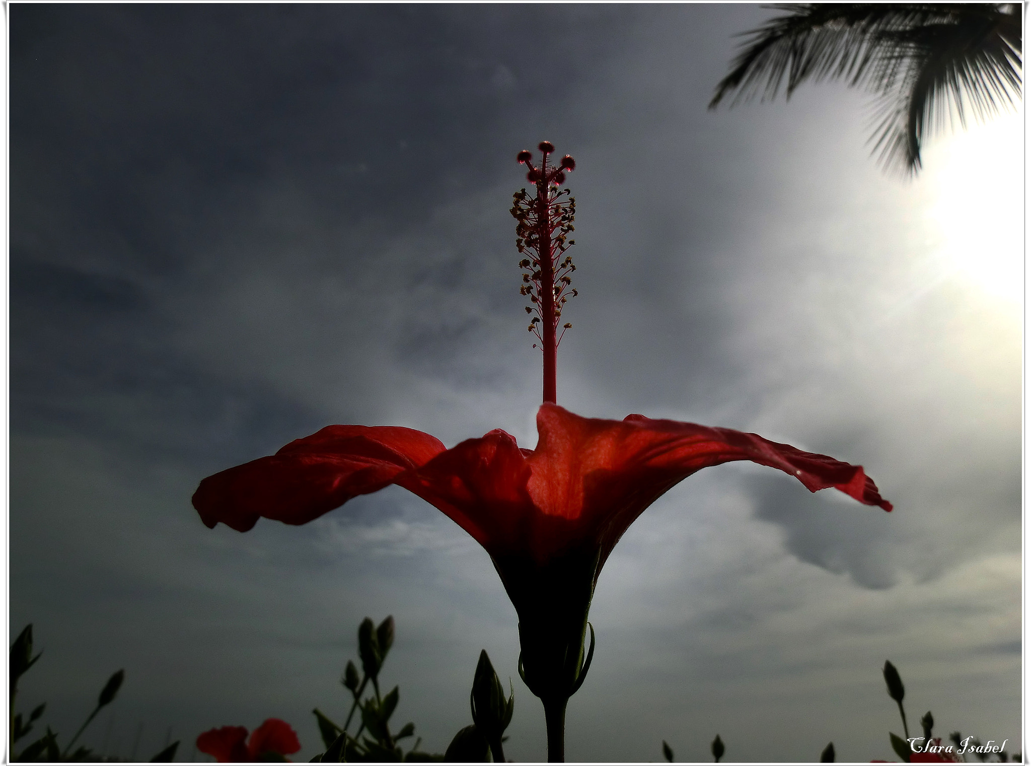 CASIO EX-H30 sample photo. Hibiscus... photography