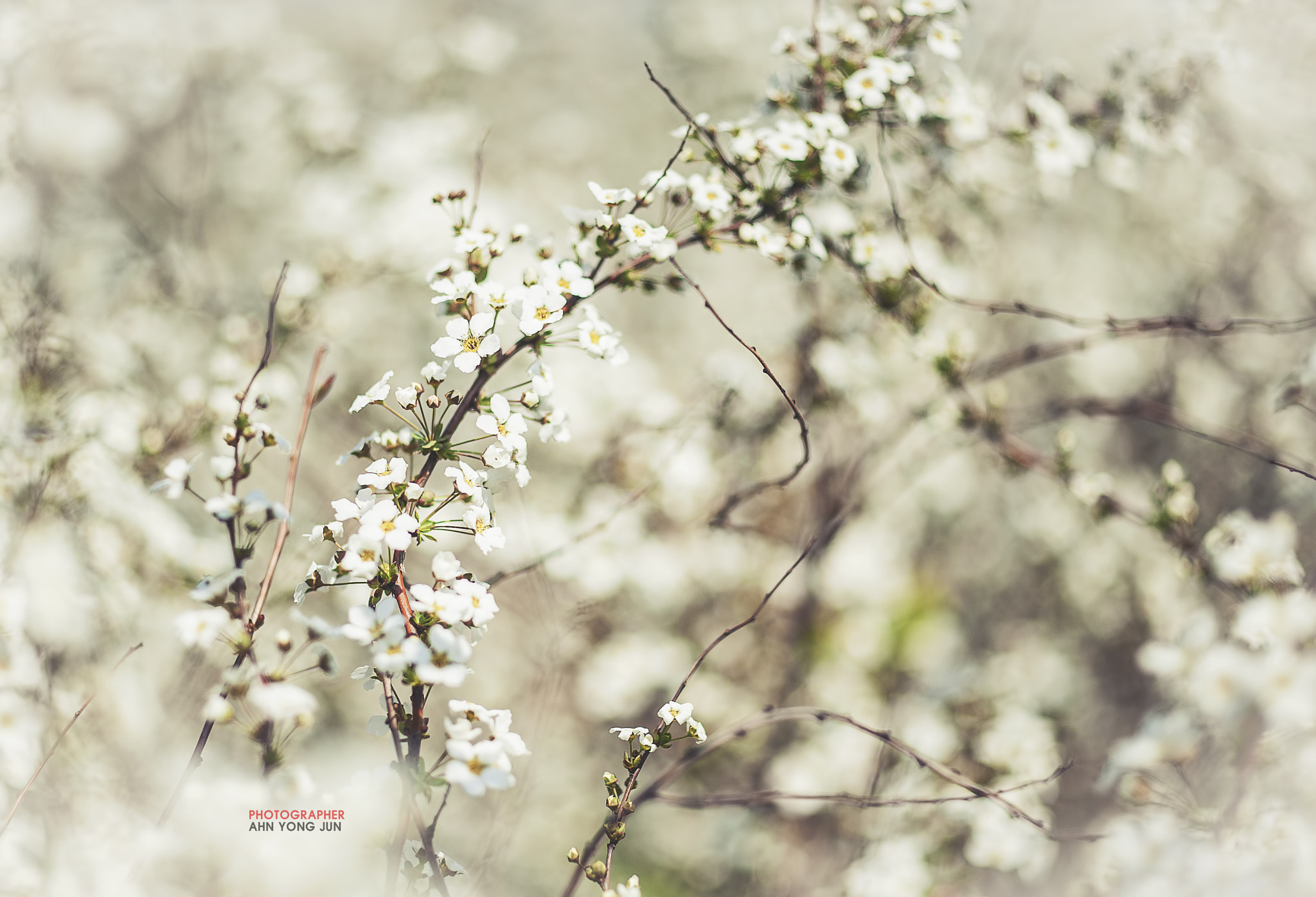 ZEISS Makro-Planar T* 50mm F2 sample photo. Meadowsweet photography