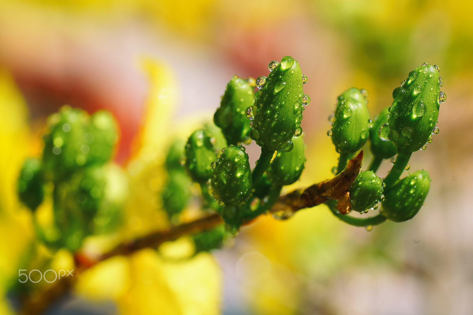 Sony a99 II + Tamron SP AF 90mm F2.8 Di Macro sample photo. Apricot blossoms in lunar new year at vietnam photography