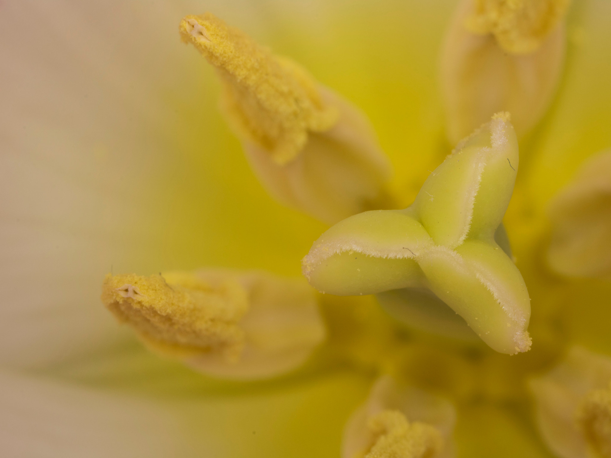 Canon MP-E 65mm F2.5 1-5x Macro Photo sample photo. Tulip stamen photography