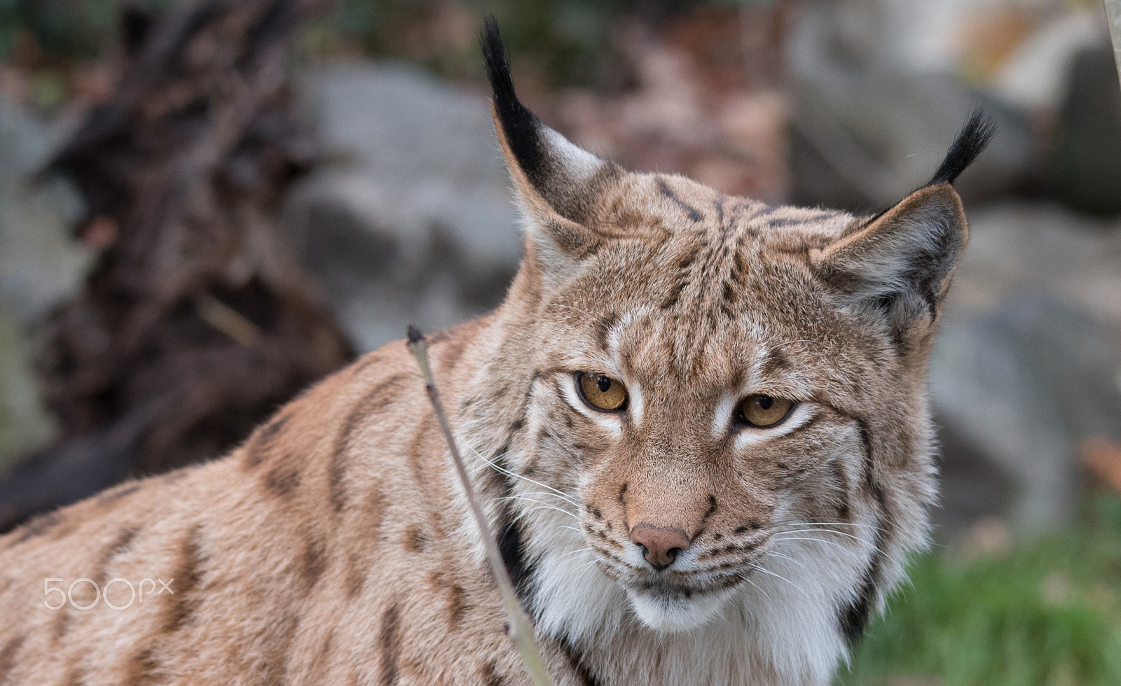 Sigma 120-400mm F4.5-5.6 DG OS HSM sample photo. Lynx photography