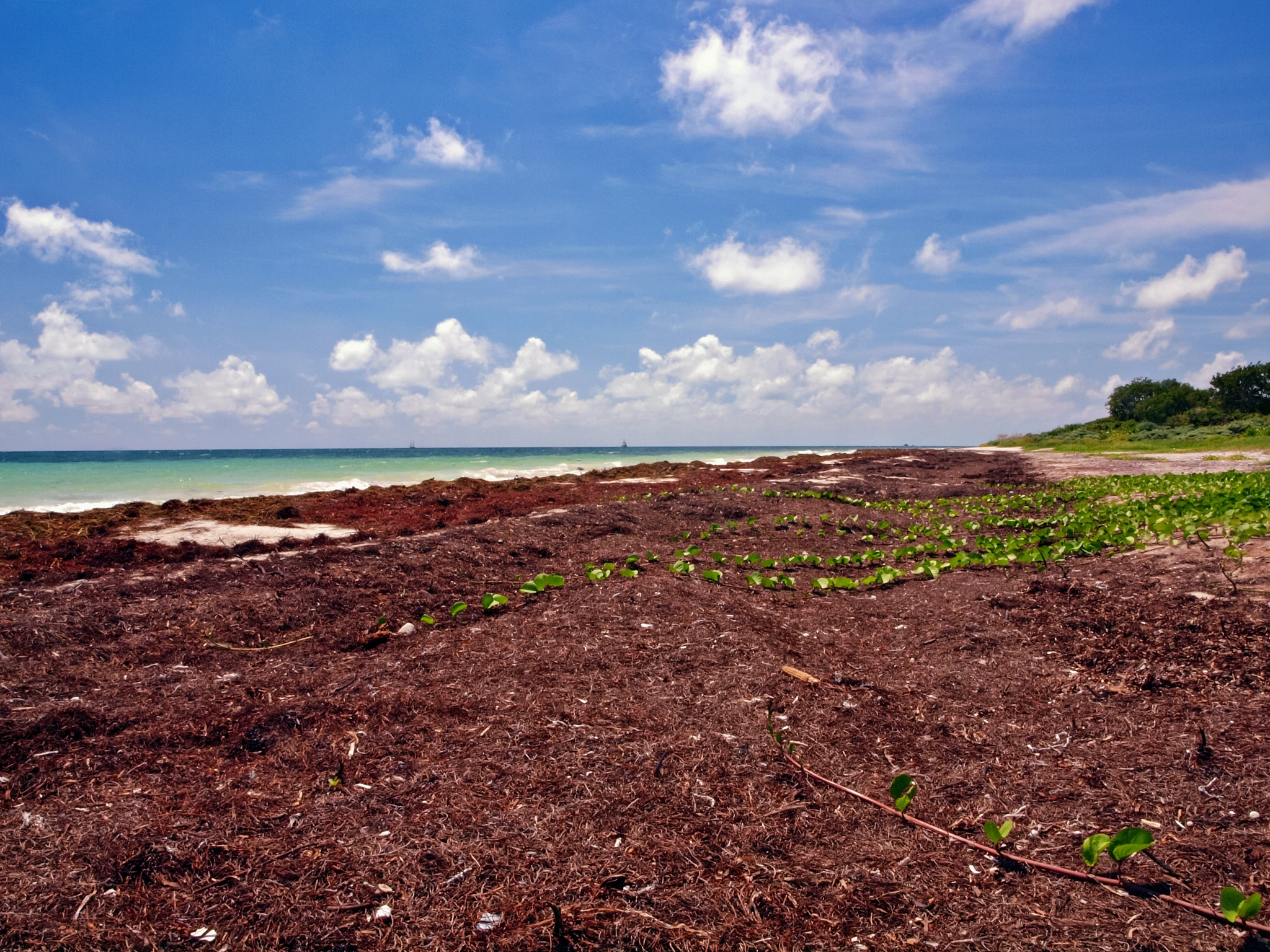 Olympus E-600 (EVOLT E-600) + OLYMPUS 14-42mm Lens sample photo. Sea wrack blanket on sandspur photography