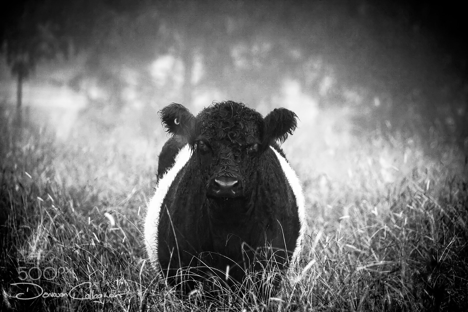 Canon EF 100-400mm F4.5-5.6L IS II USM sample photo. Belted galloway cow in early morning fog photography