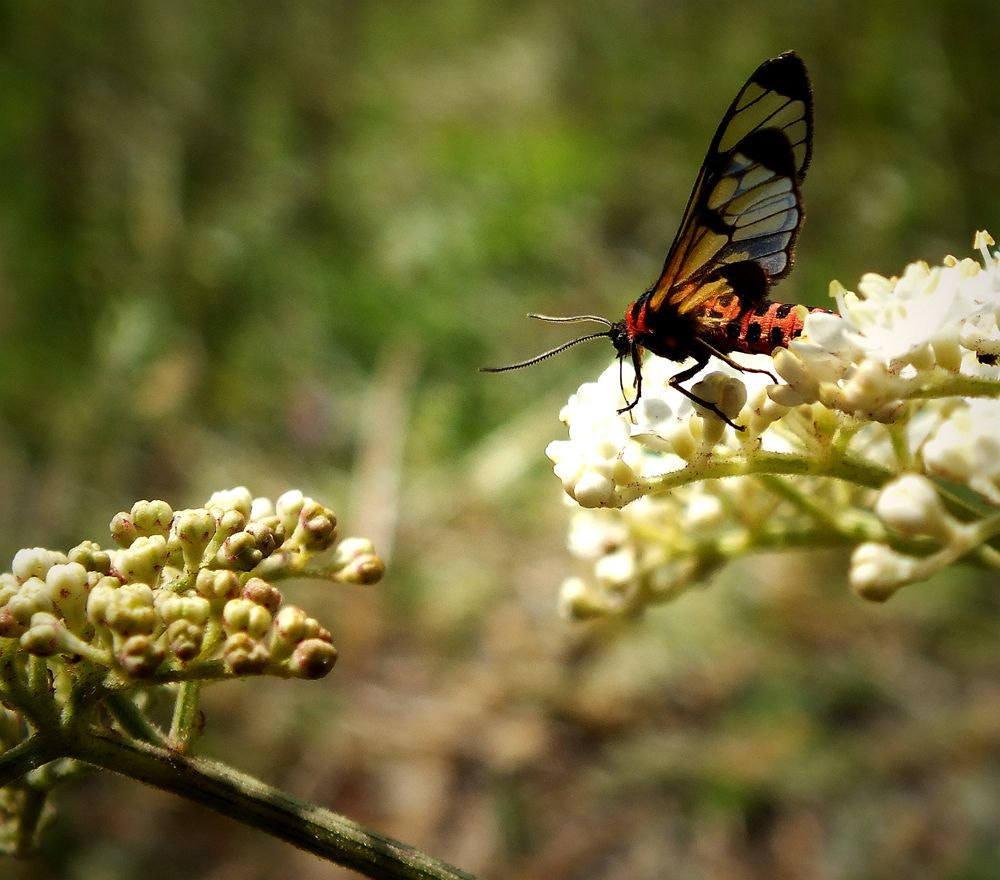 FujiFilm FinePix HS20 EXR (FinePix HS22 EXR) sample photo. 副本精灵踏花 photography