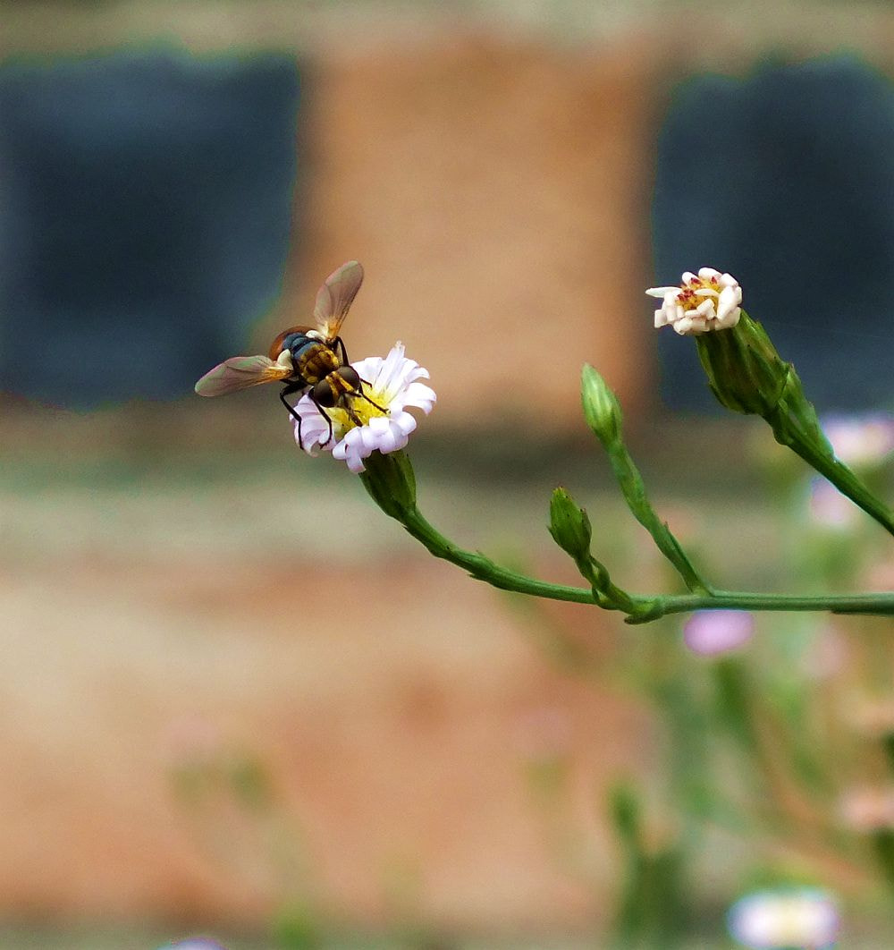 FujiFilm FinePix HS20 EXR (FinePix HS22 EXR) sample photo. 副本精灵踏花 photography