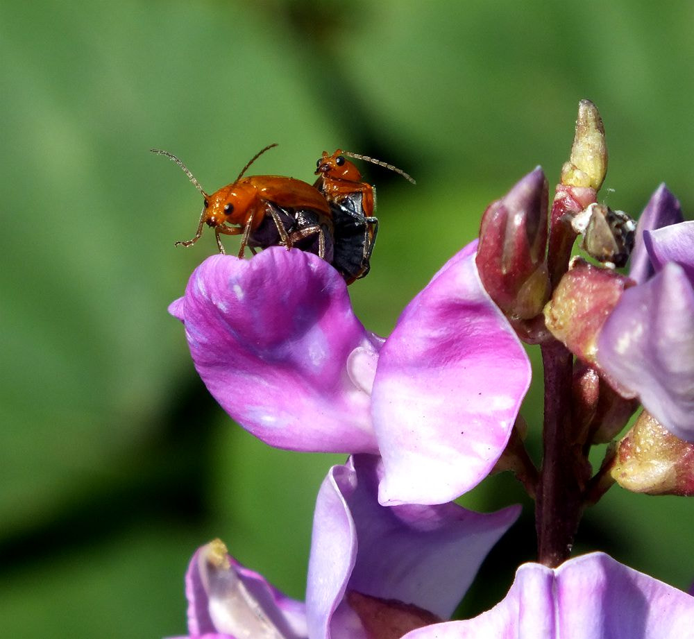 FujiFilm FinePix HS20 EXR (FinePix HS22 EXR) sample photo. 副本精灵踏花 photography