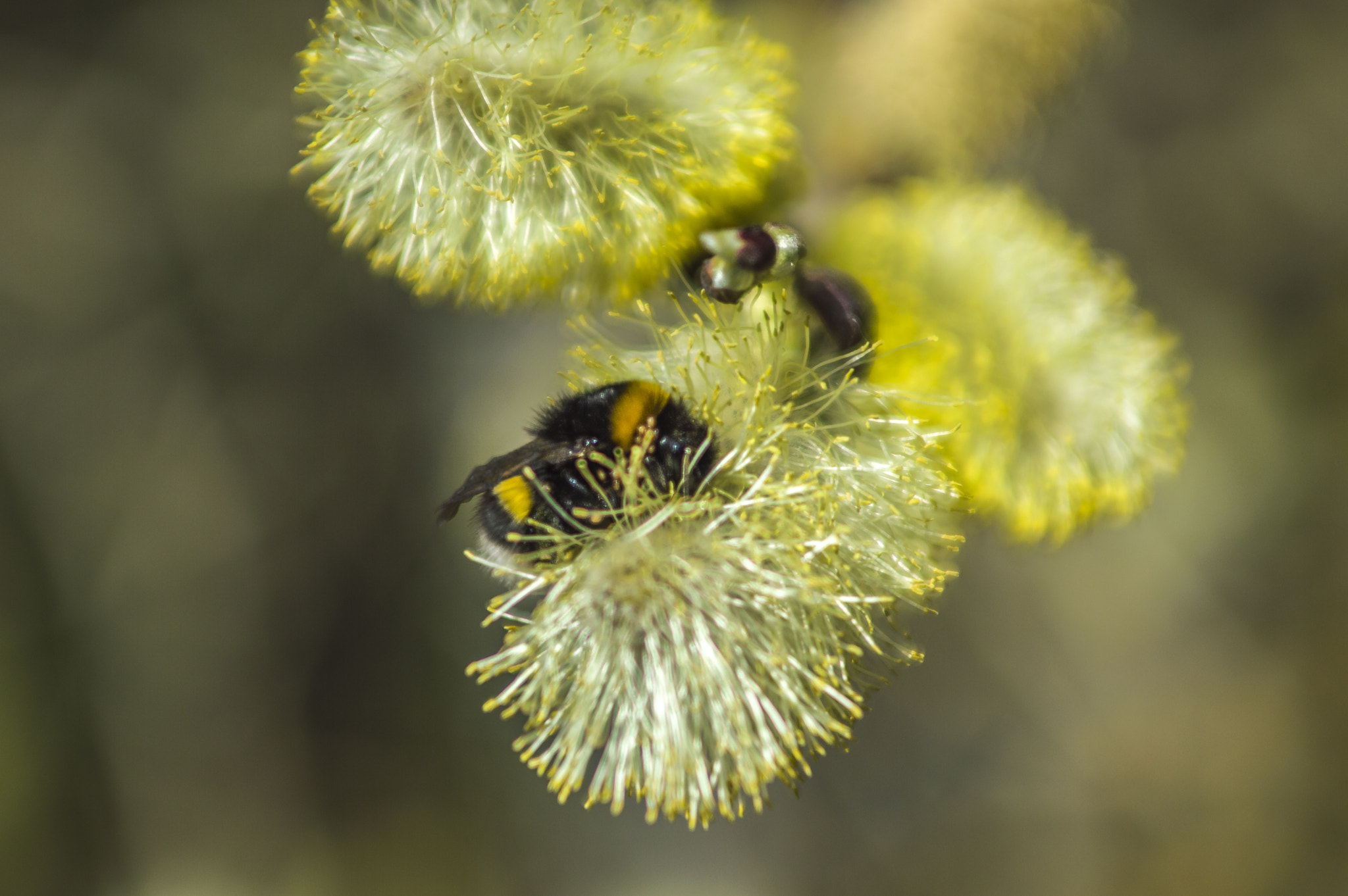 Nikon AF-S Nikkor 28-70mm F2.8 ED-IF sample photo. Large wasp on wild mimosa photography
