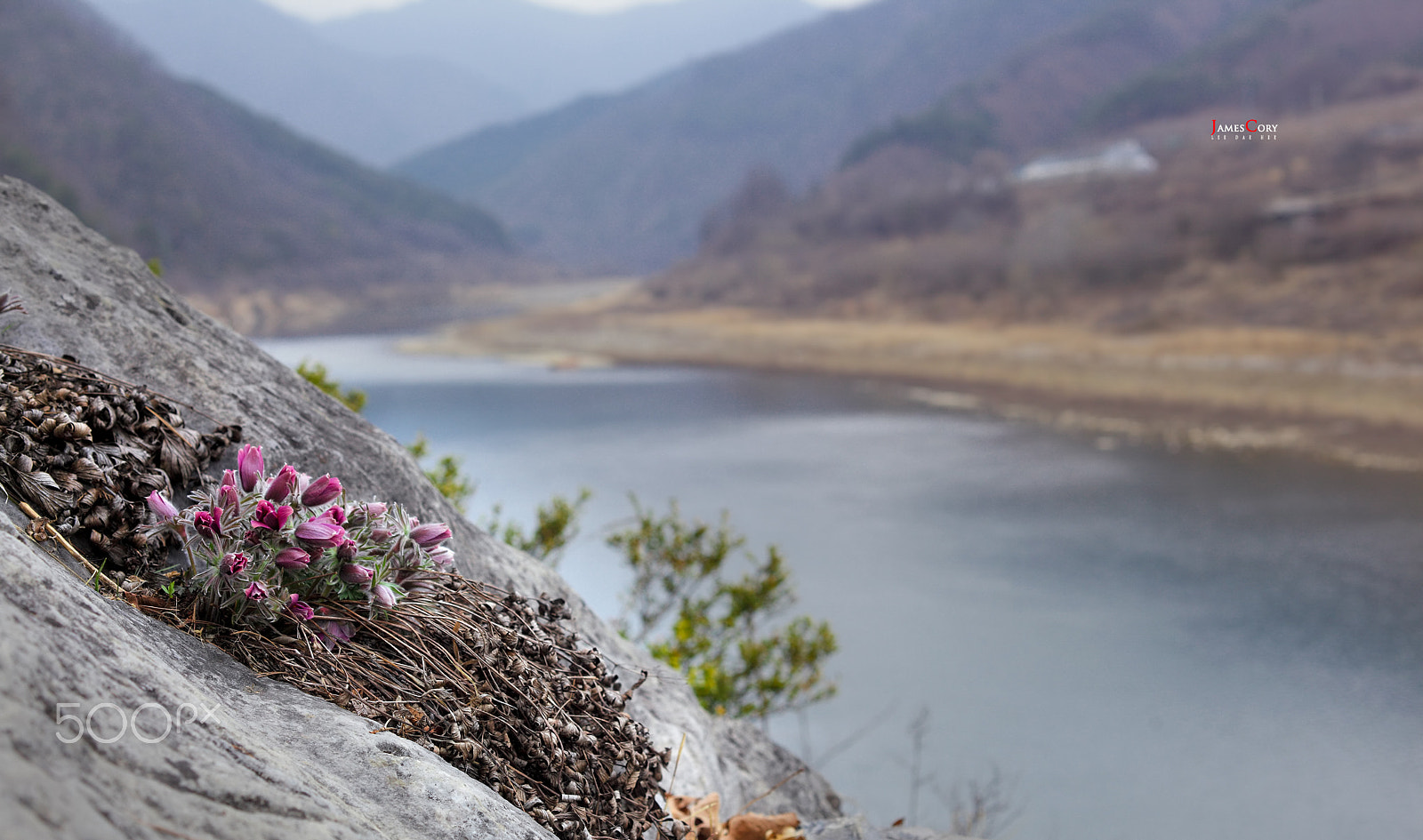 Canon EOS 5D Mark II + ZEISS Makro-Planar T* 50mm F2 sample photo. Pulsatilla photography