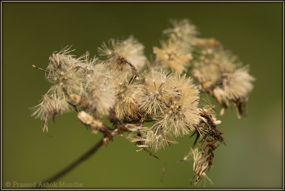 Nikon D5300 + Nikon AF-S Nikkor 300mm F4D ED-IF sample photo. Nature beauty.jpg photography