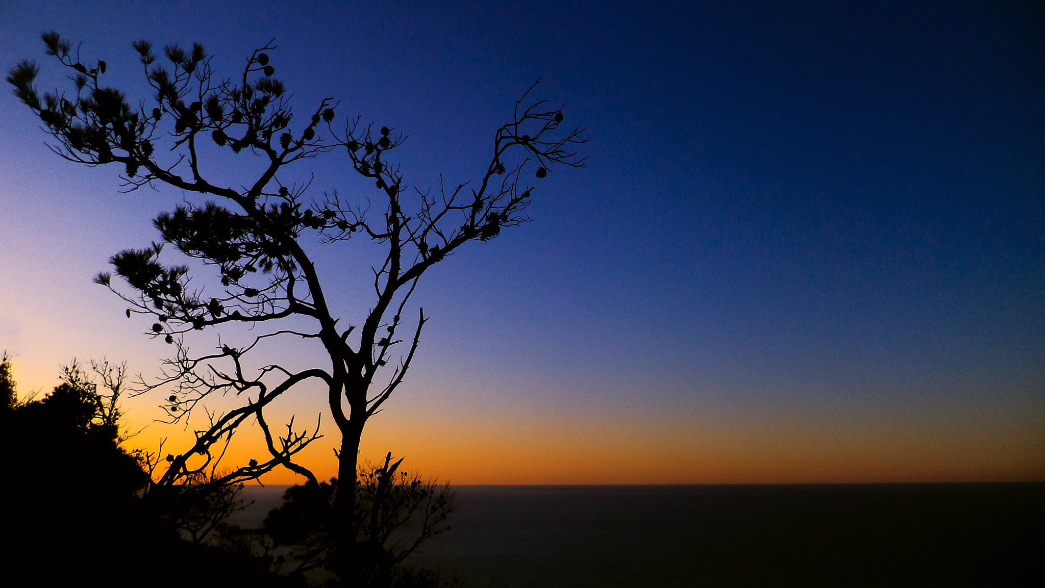 Sony DSC-S5000 sample photo. Lonely tree photography
