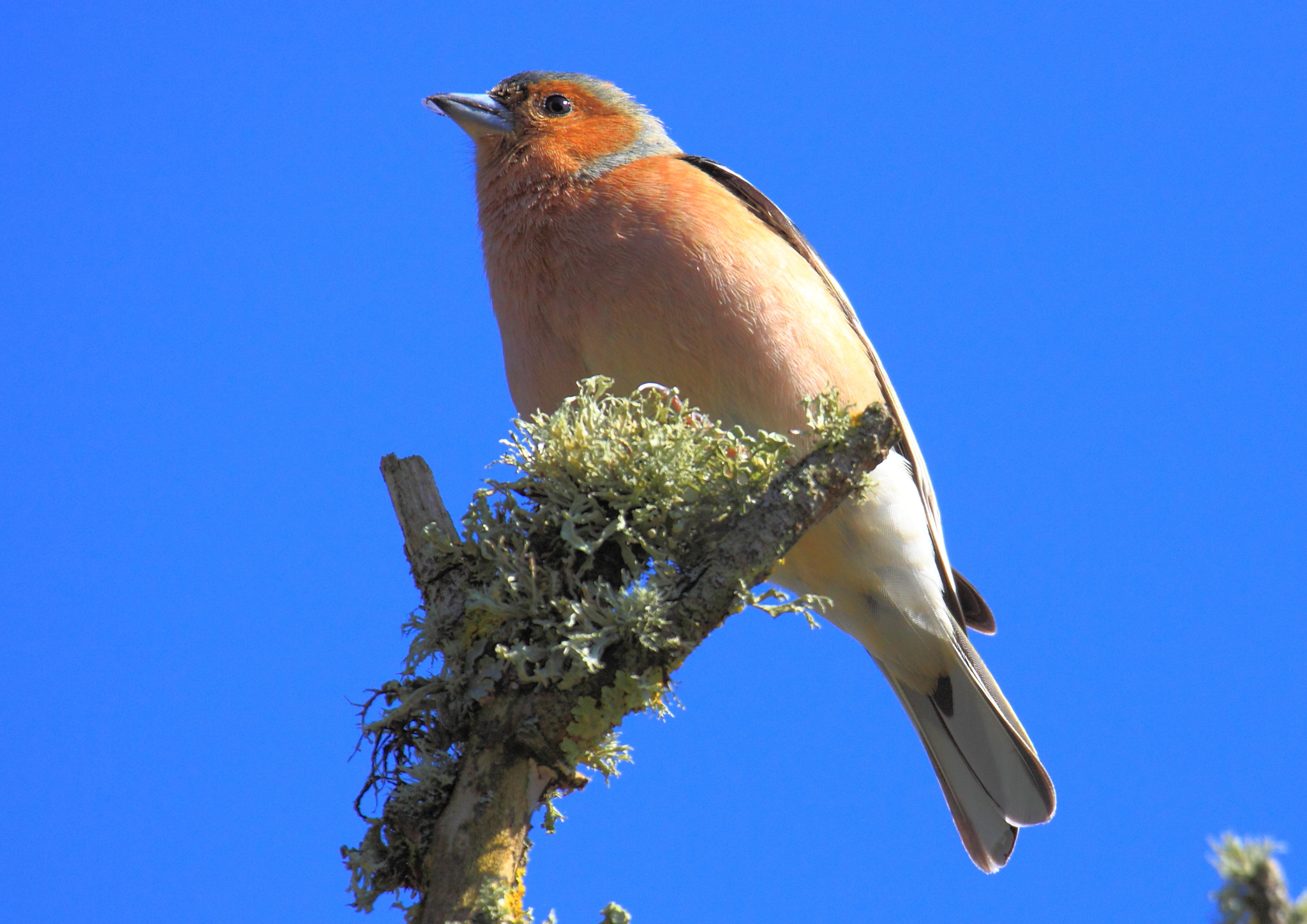 Canon EF 100-400mm F4.5-5.6L IS USM sample photo. Chaffinch photography