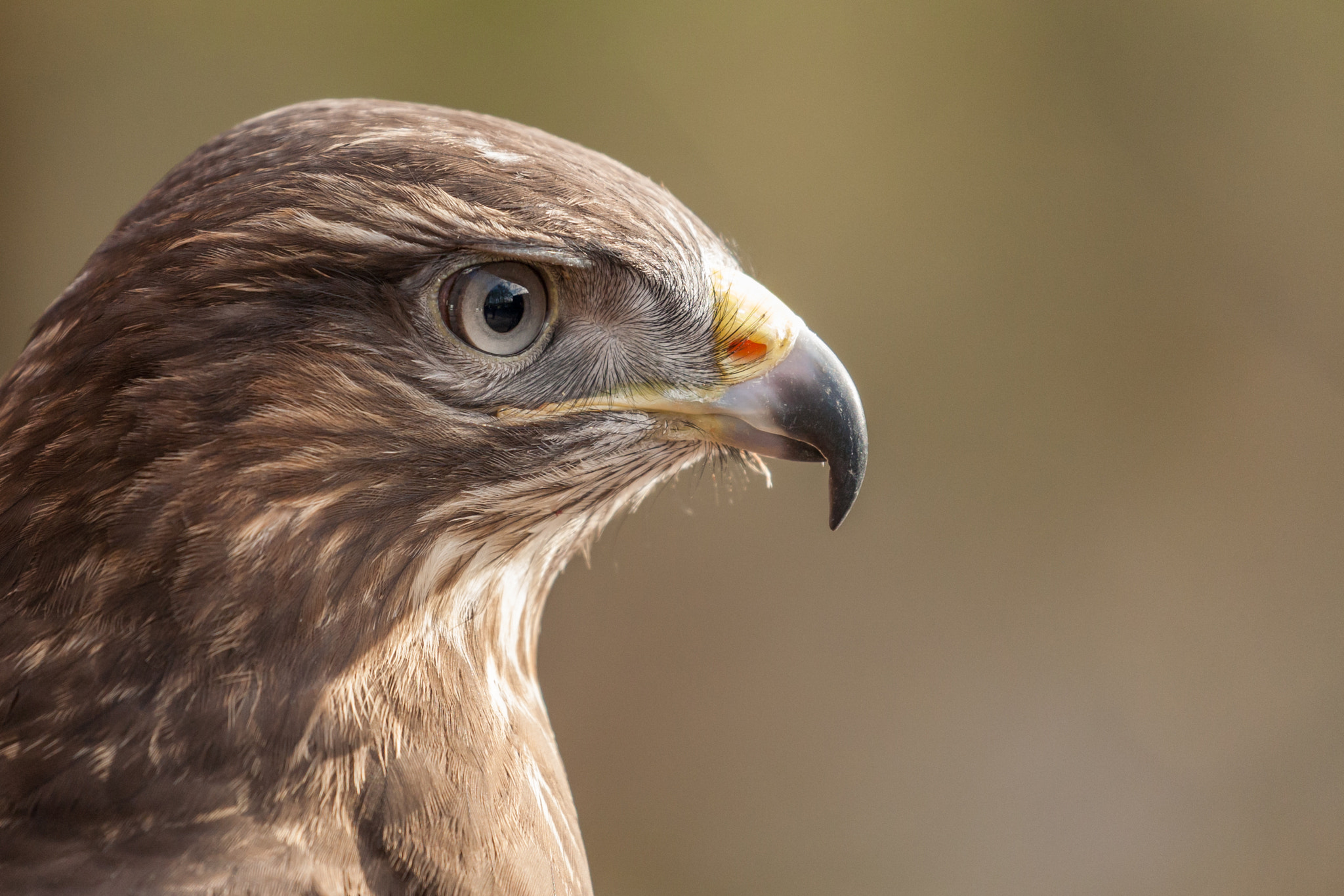 Canon EF 100-400mm F4.5-5.6L IS II USM sample photo. Uk common buzzard portrait photography